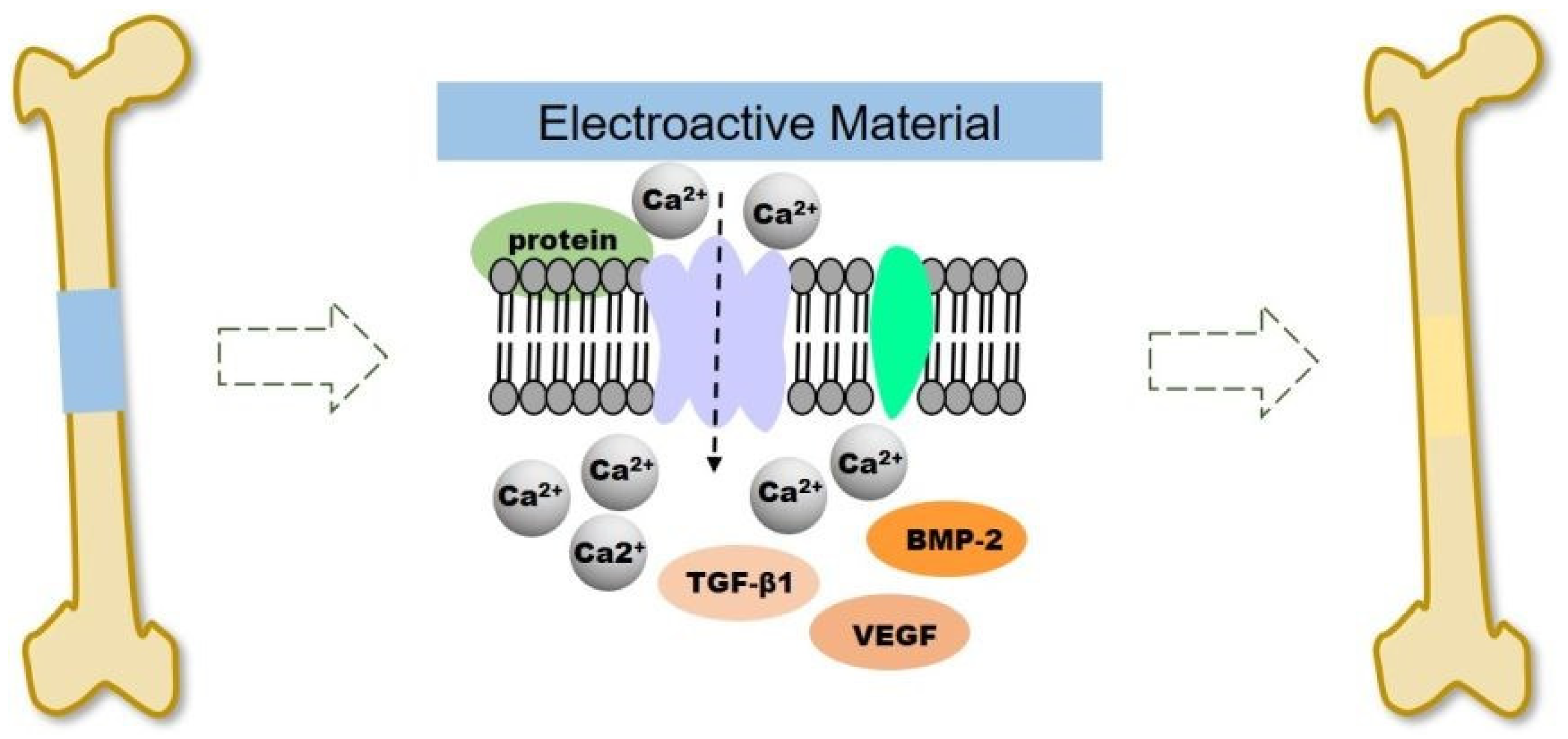 Ijms 22 11543 g007 550