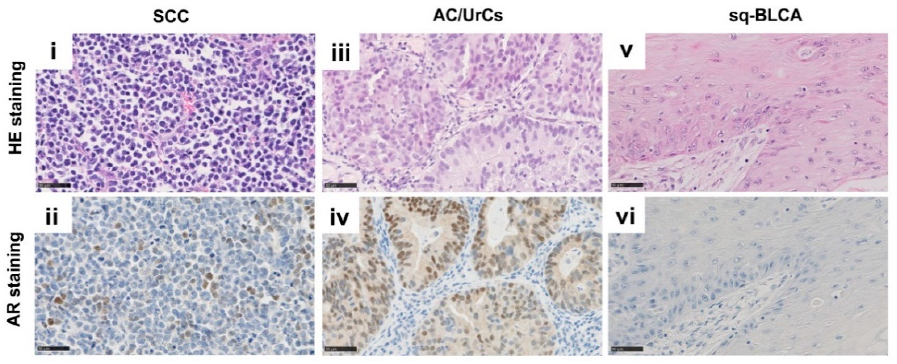 Ijms 22 11547 g002 550