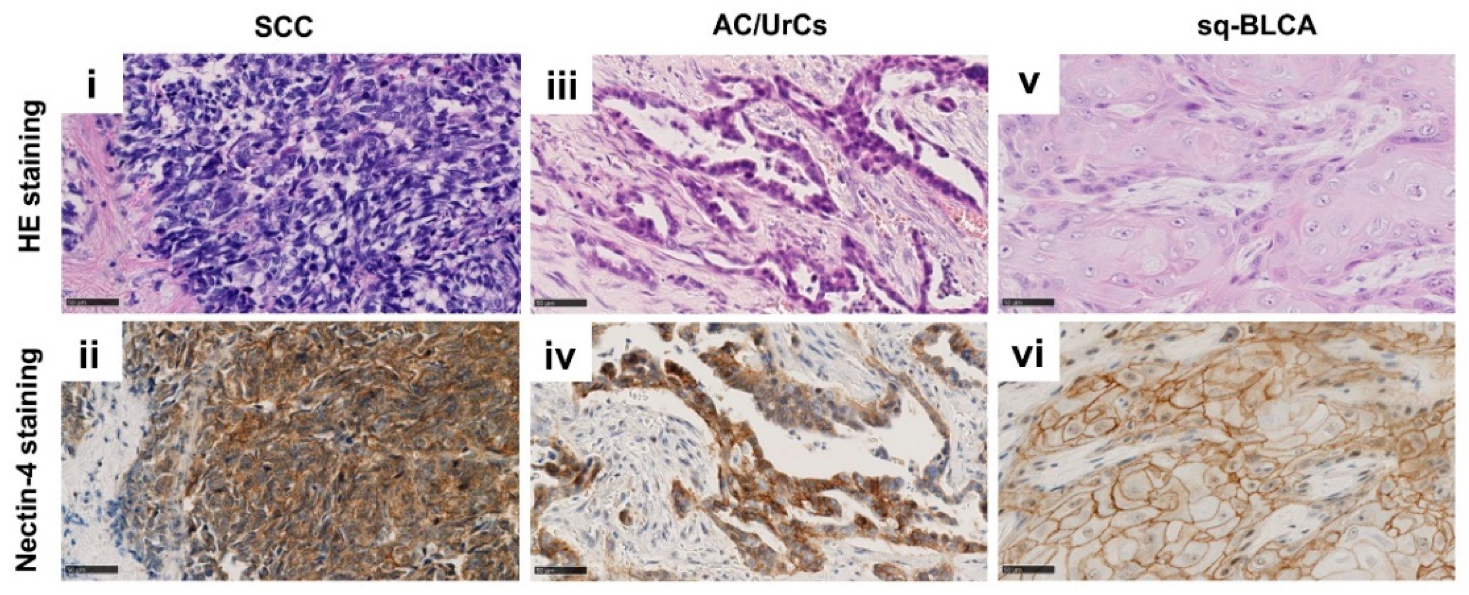 Ijms 22 11547 g003 550