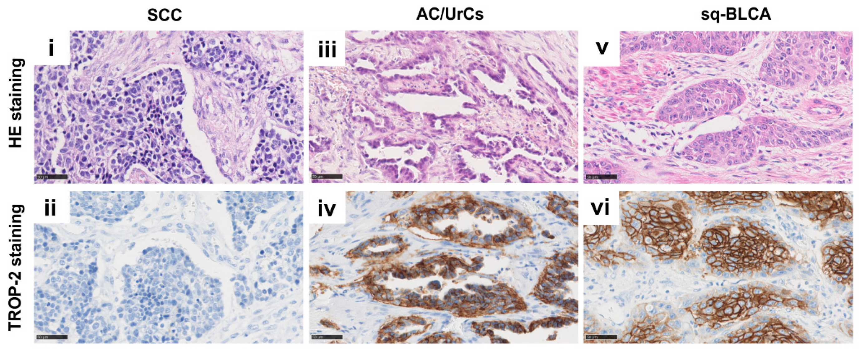 Ijms 22 11547 g004 550