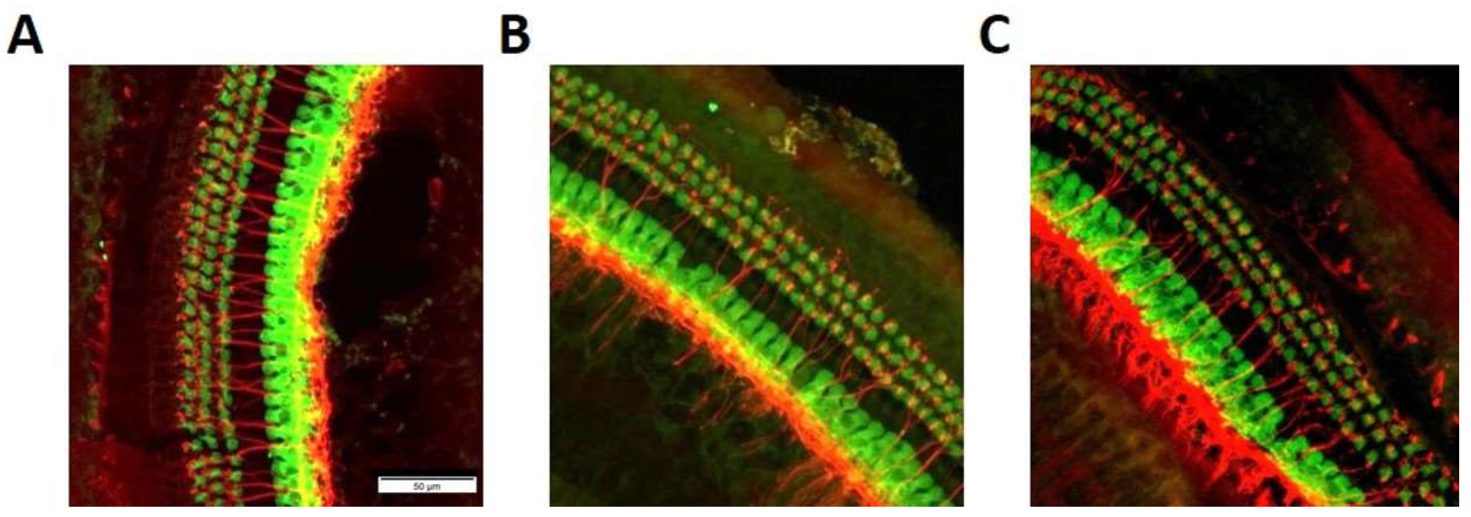 Ijms 22 11549 g006 Ijms 22 11549 g006