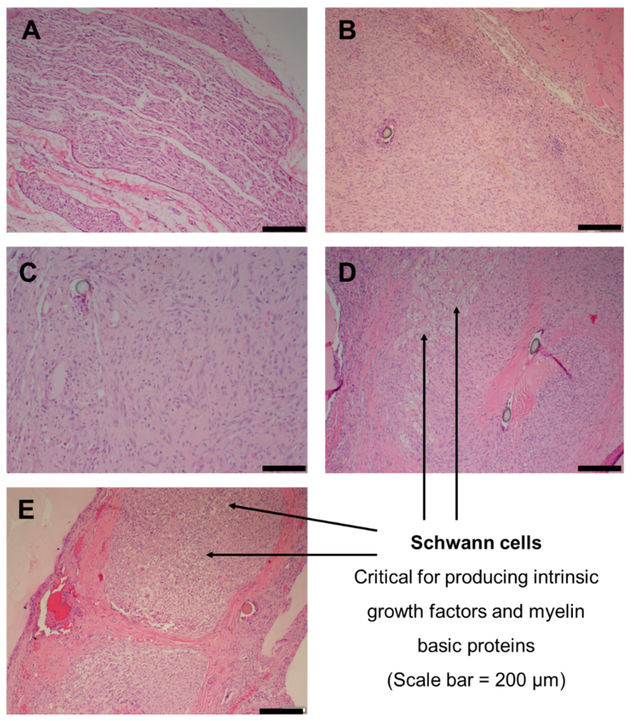 Ijms 22 11555 g008 550