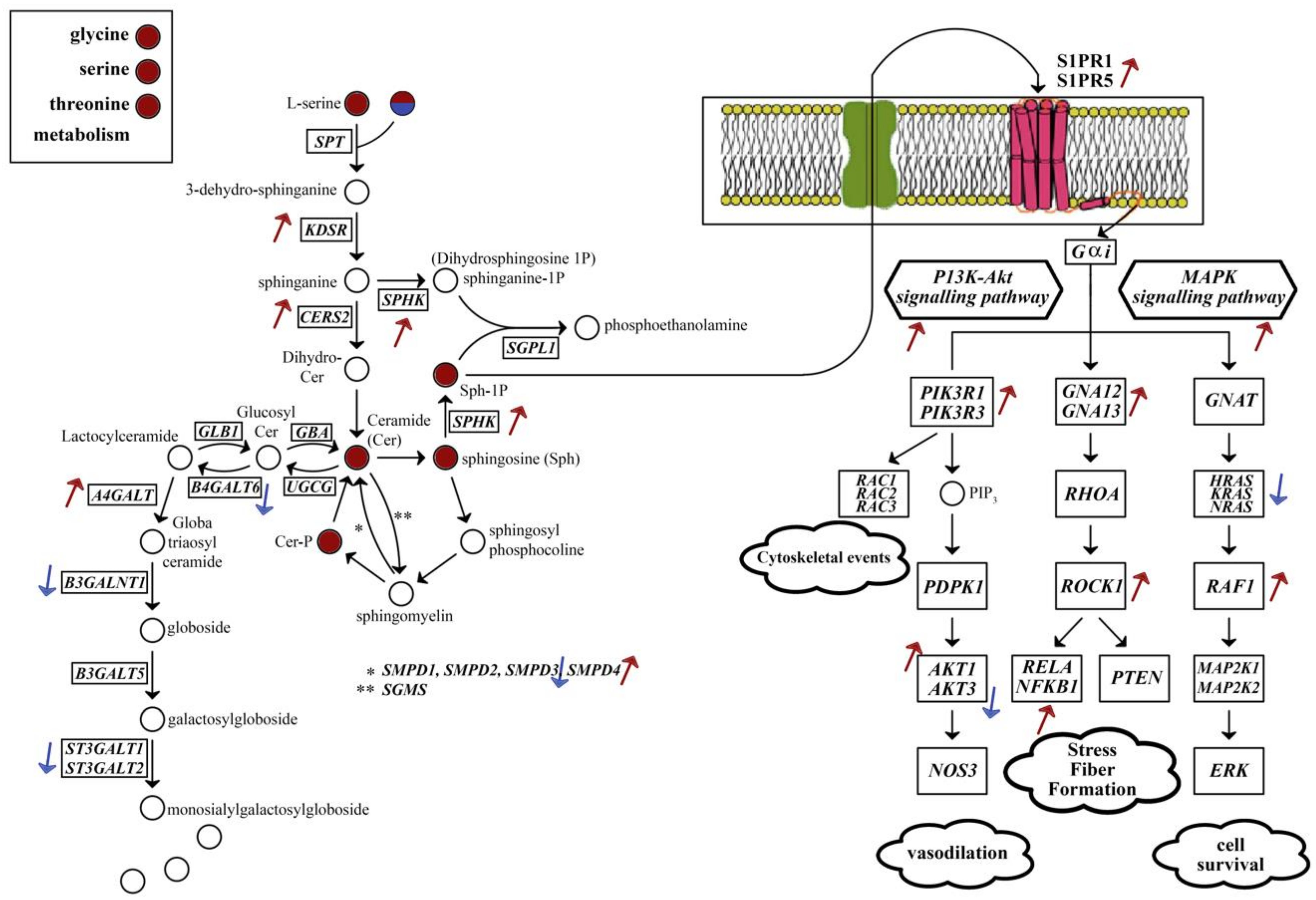 Ijms 22 11556 g009 550
