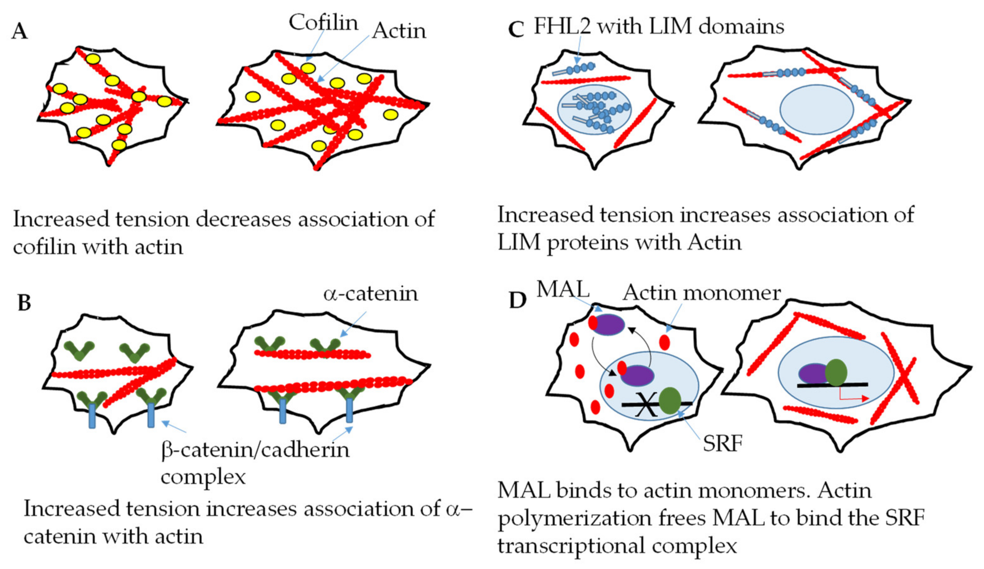 Mechanotransduction at the Plasma Membrane ... Biology Diagrams