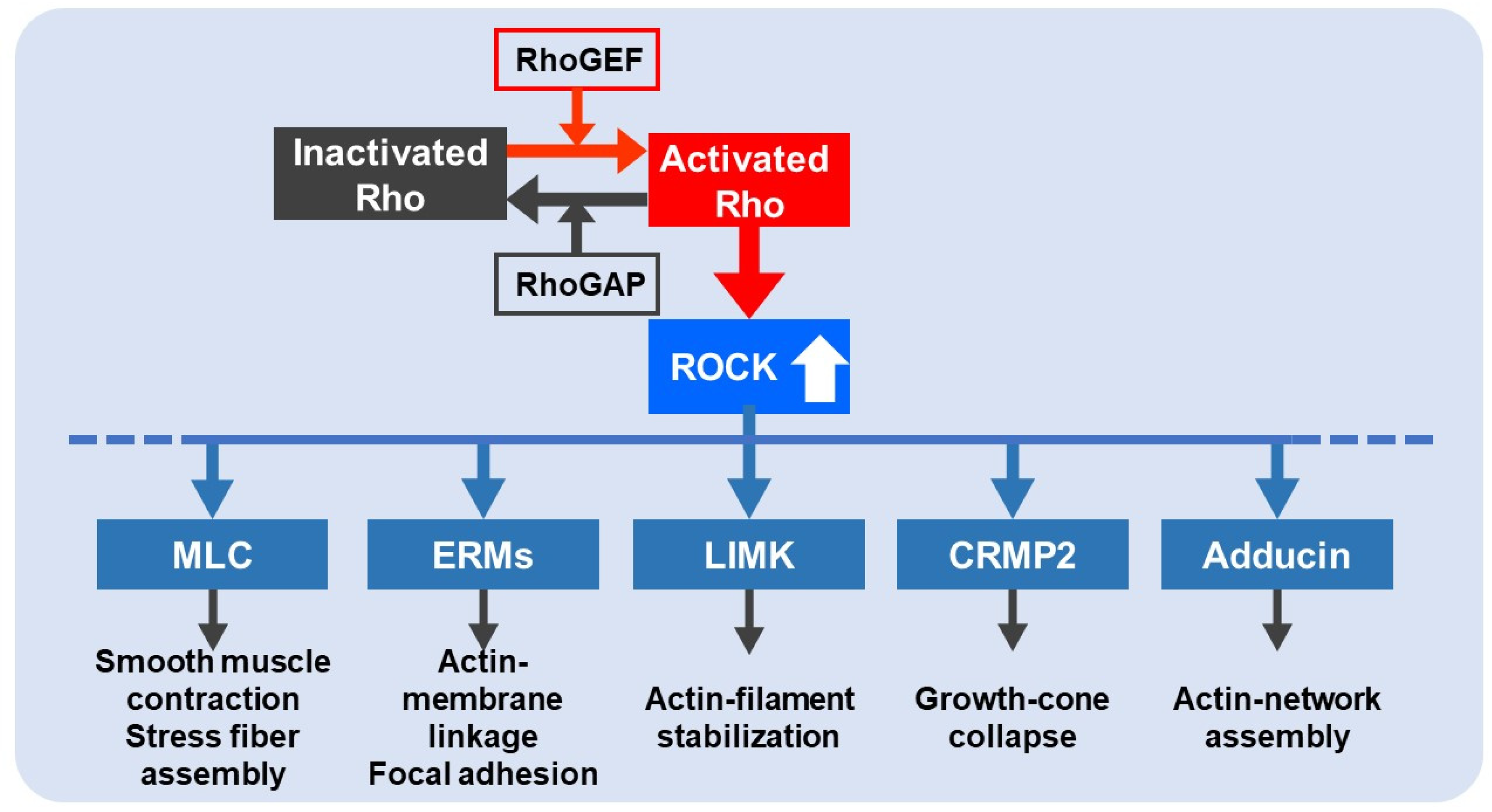Ijms 22 11573 g001 550