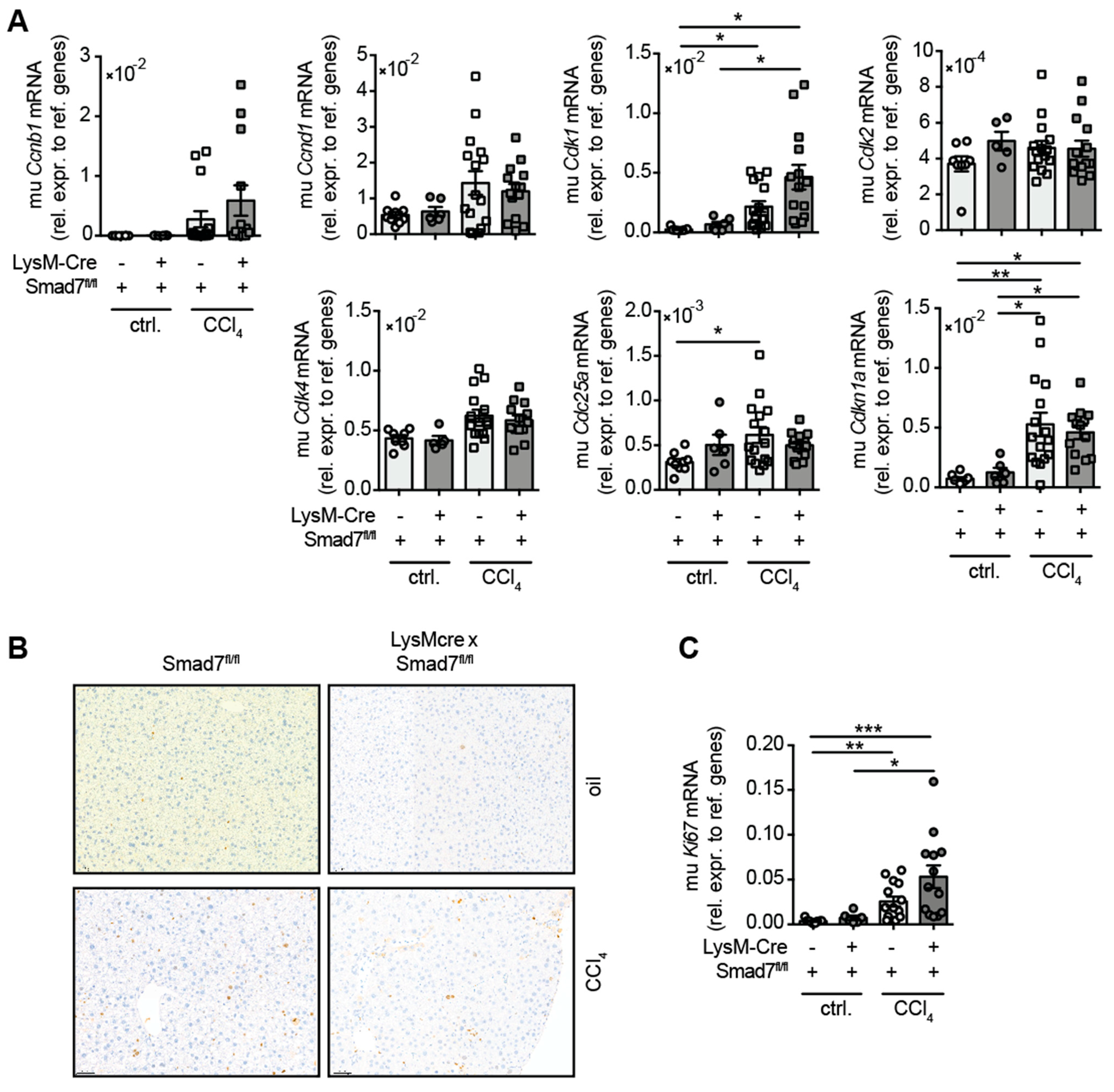 Ijms 22 11575 g004 550