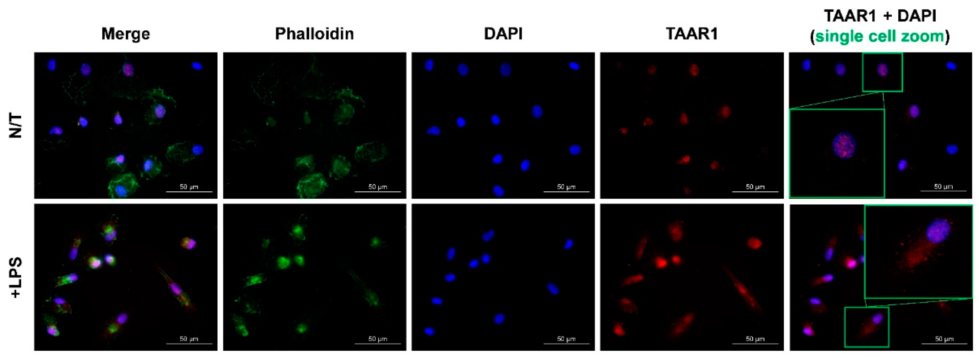 Ijms 22 11576 g002 550