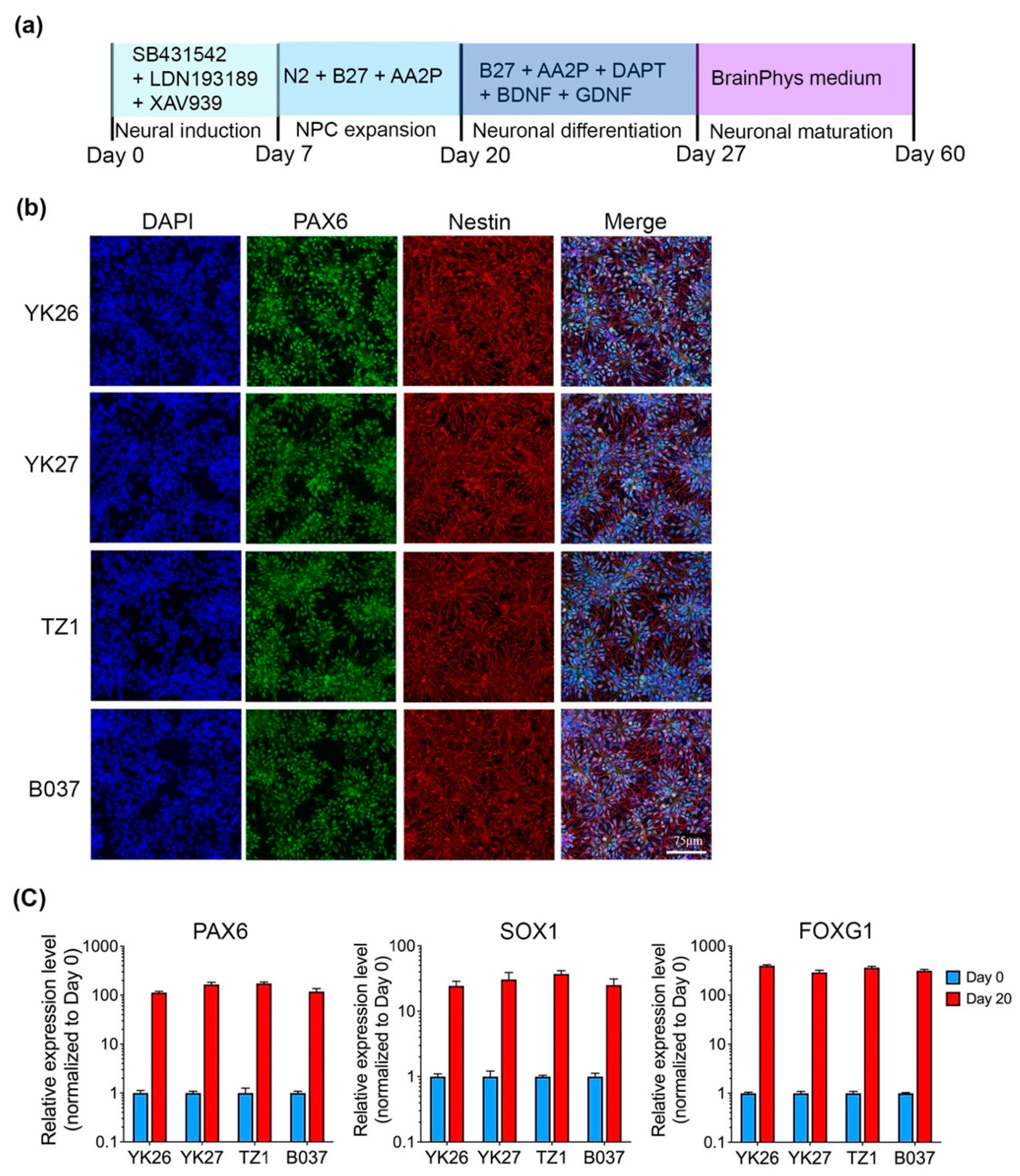 Ijms 22 11582 g001 550