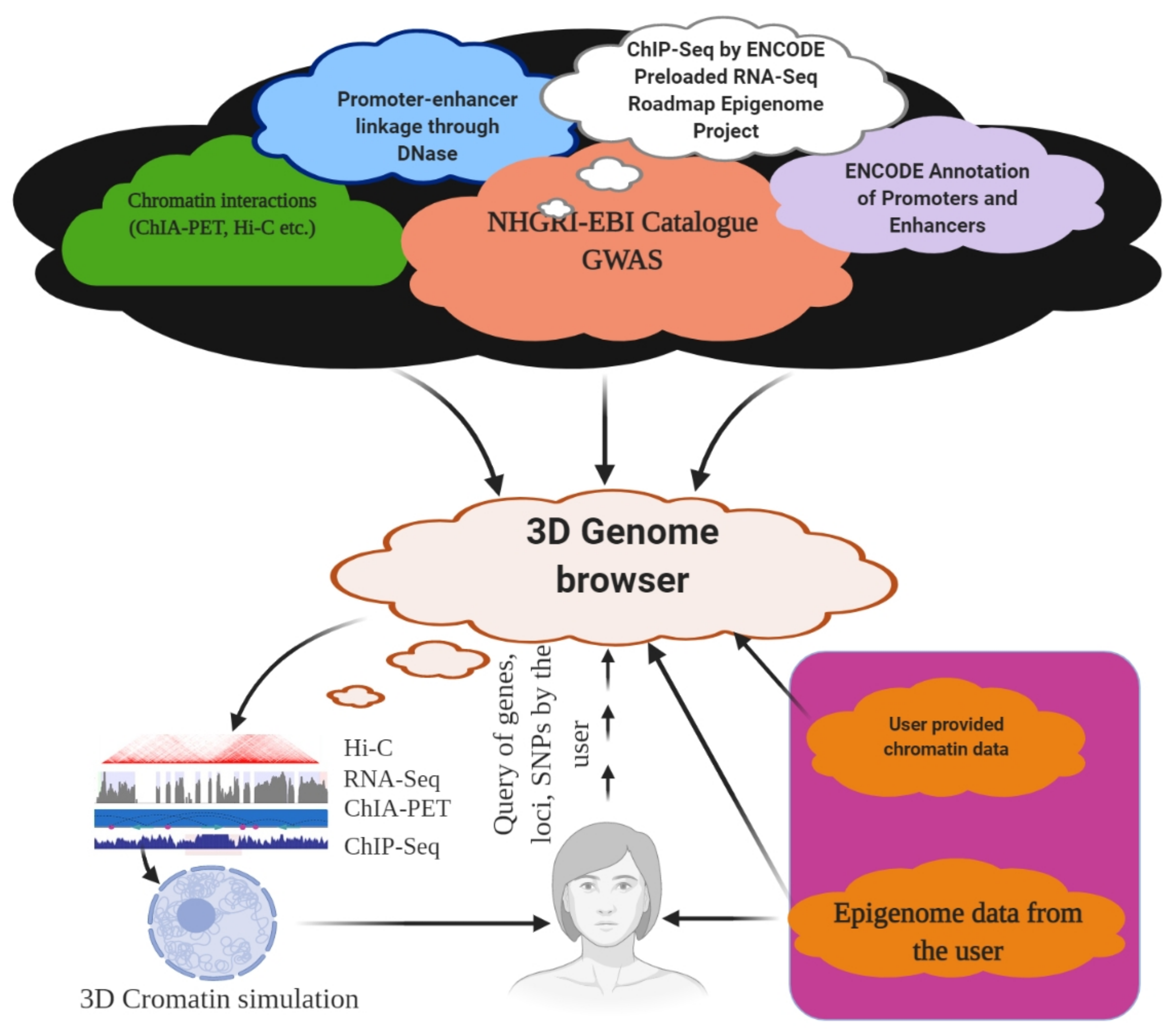 4064px x 3556px - IJMS | Free Full-Text | The 3D Genome: From Structure to Function