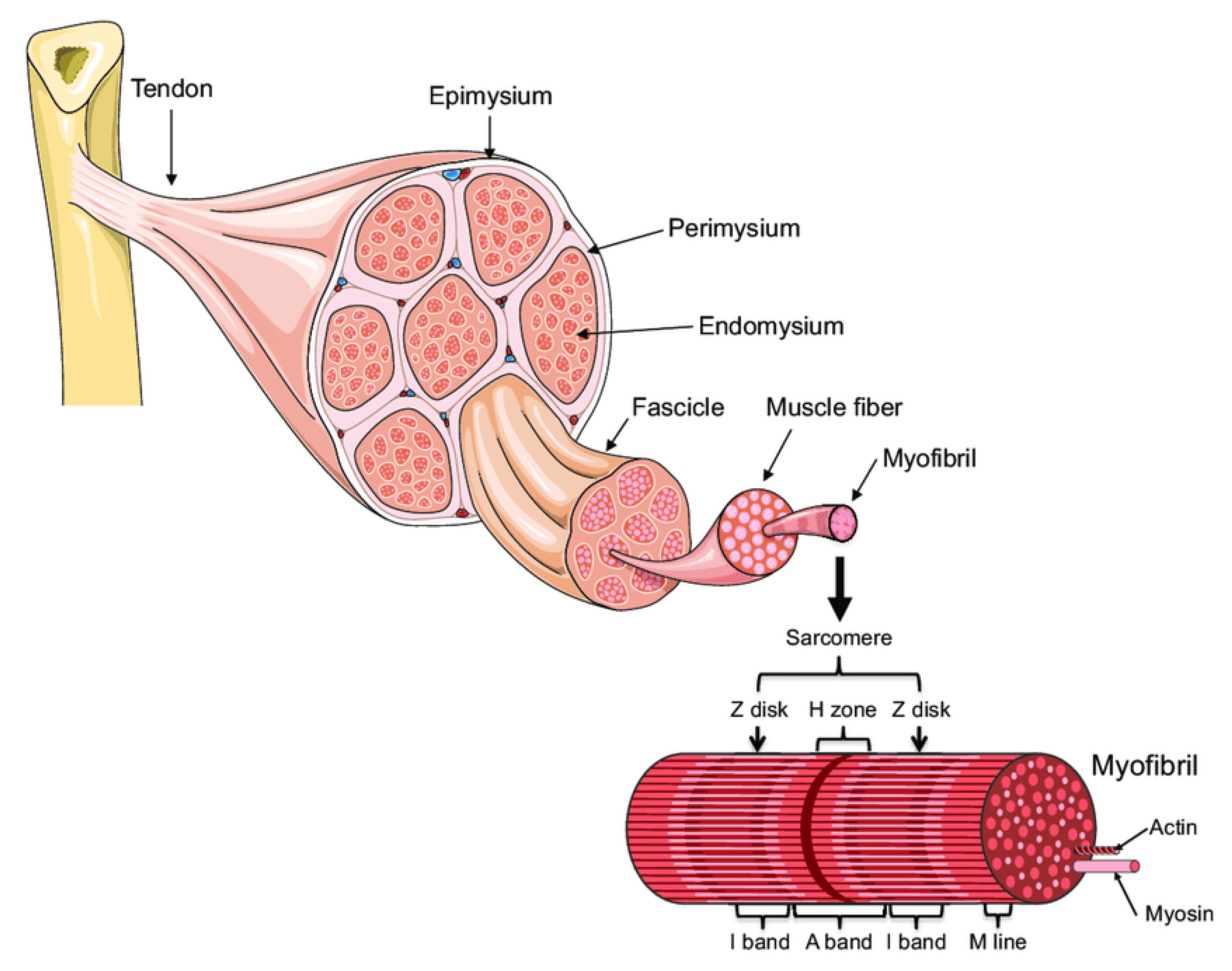 IJMS | Free Full-Text | Molecular Mechanisms of Muscle Fatigue