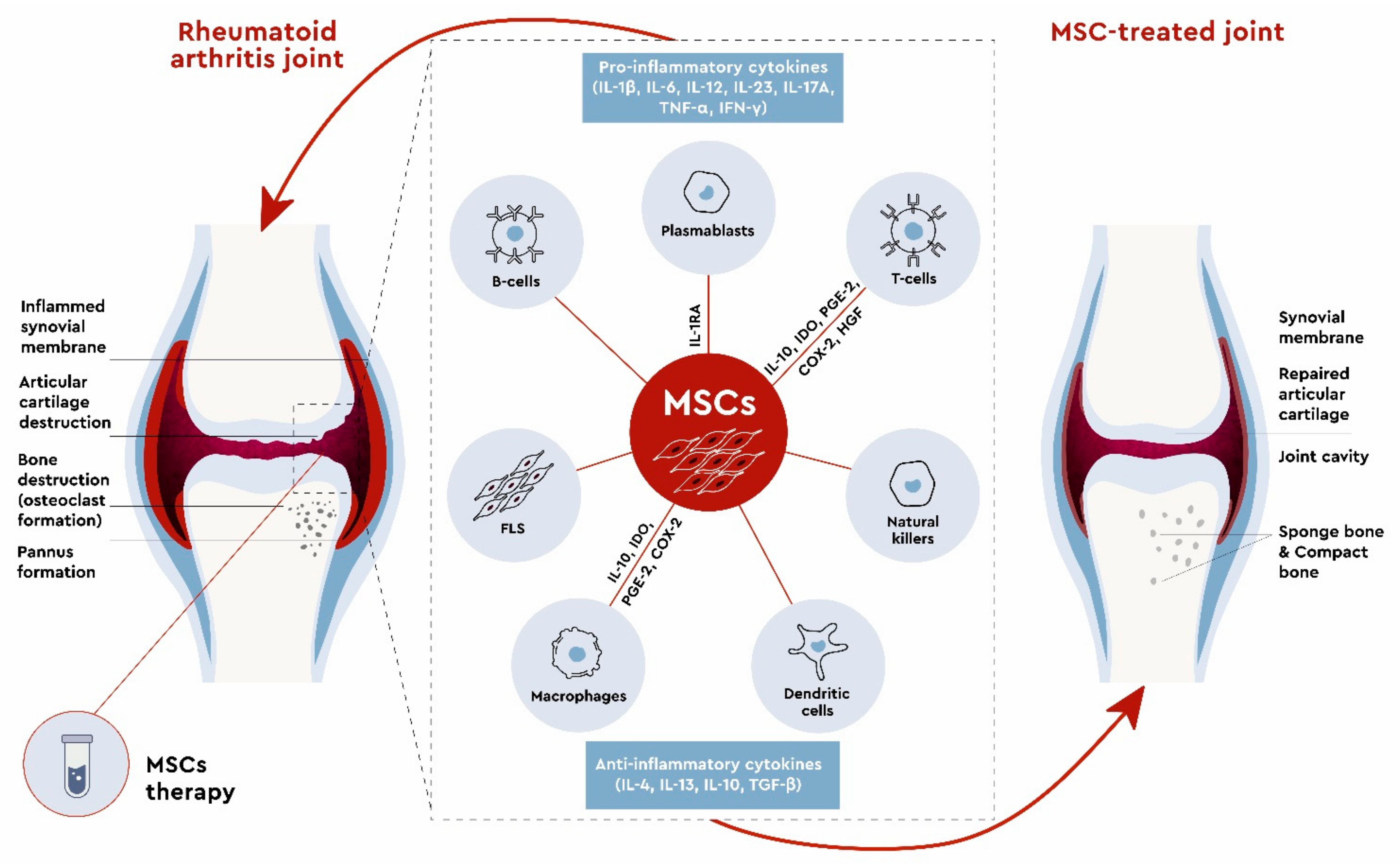 Syndecan-3 is selectively pro-inflammatory in the joint and contributes to antigen-induced arthritis in mice, Arthritis Research & Therapy