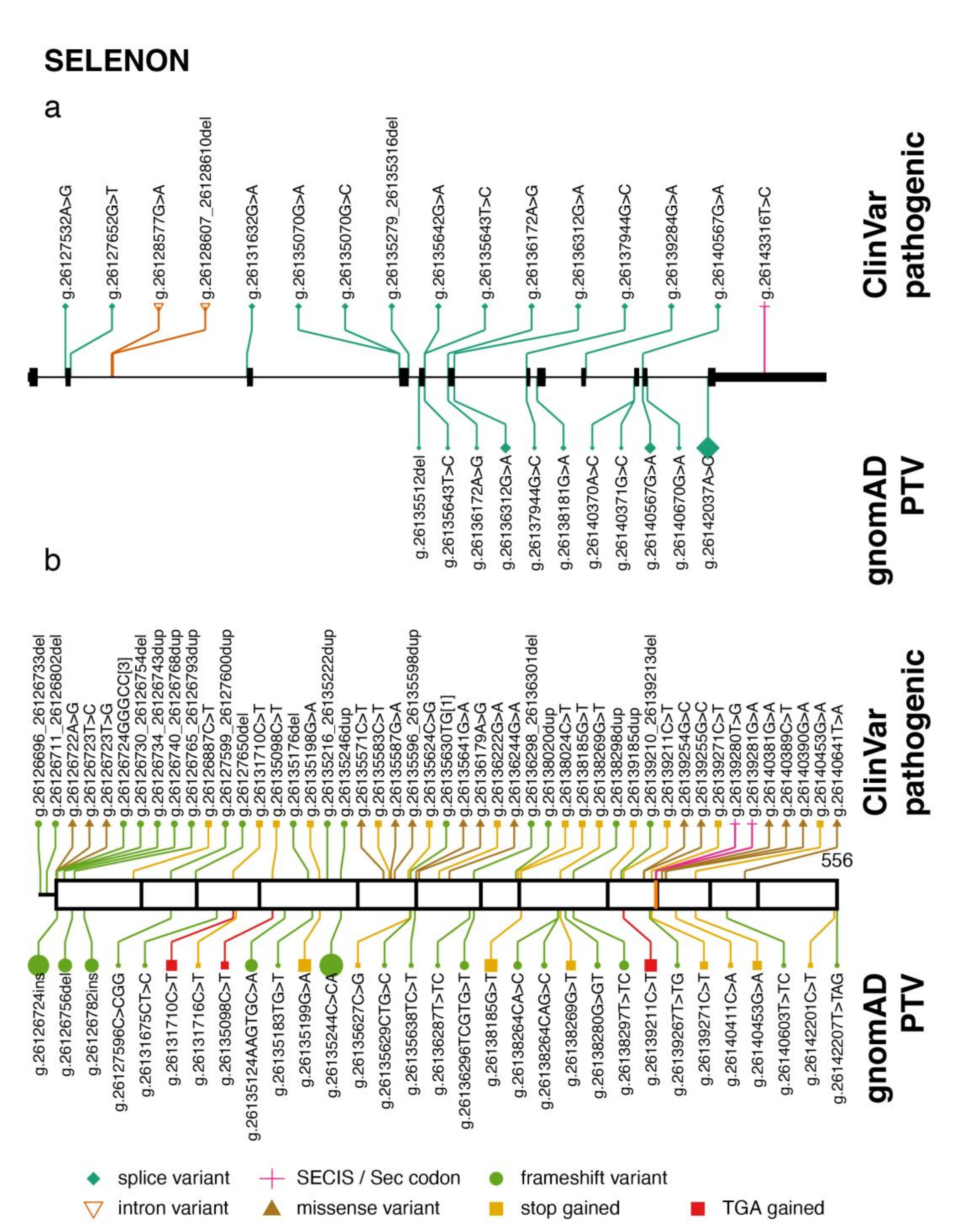 Ijms 22 11593 g001 Ijms 22 11593 g001