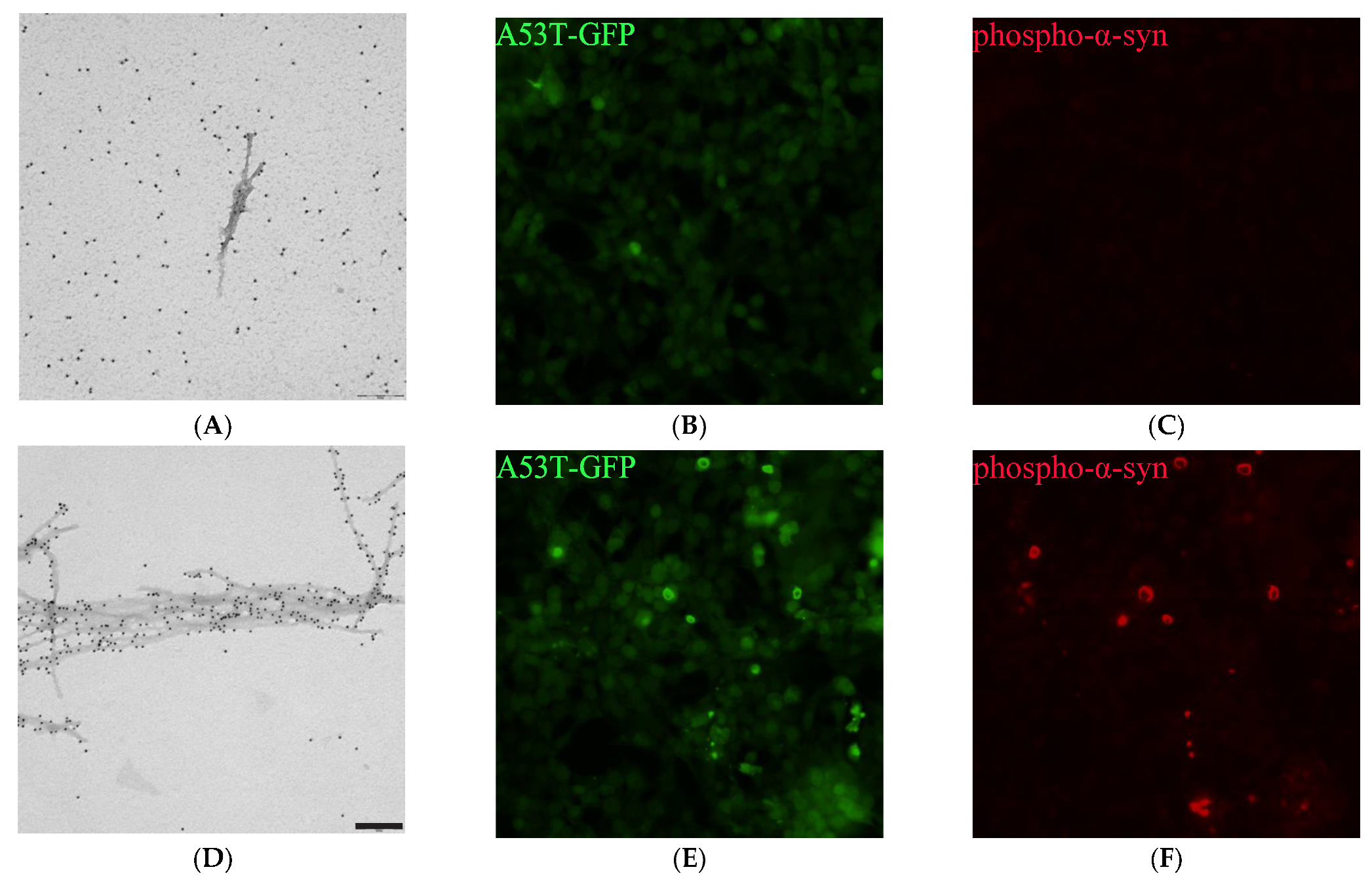 Ijms 22 11594 g003