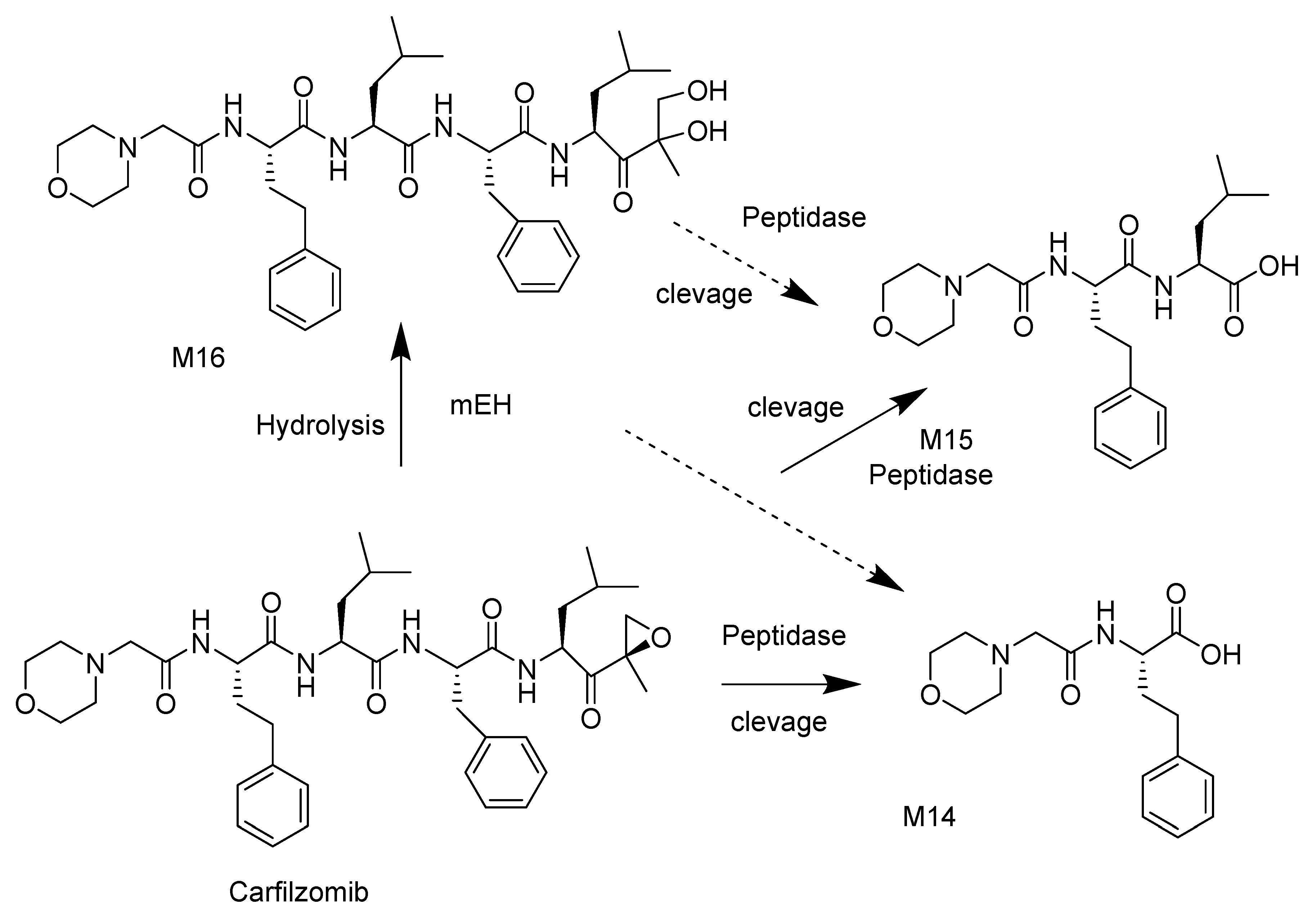 Ijms 22 11595 sch003