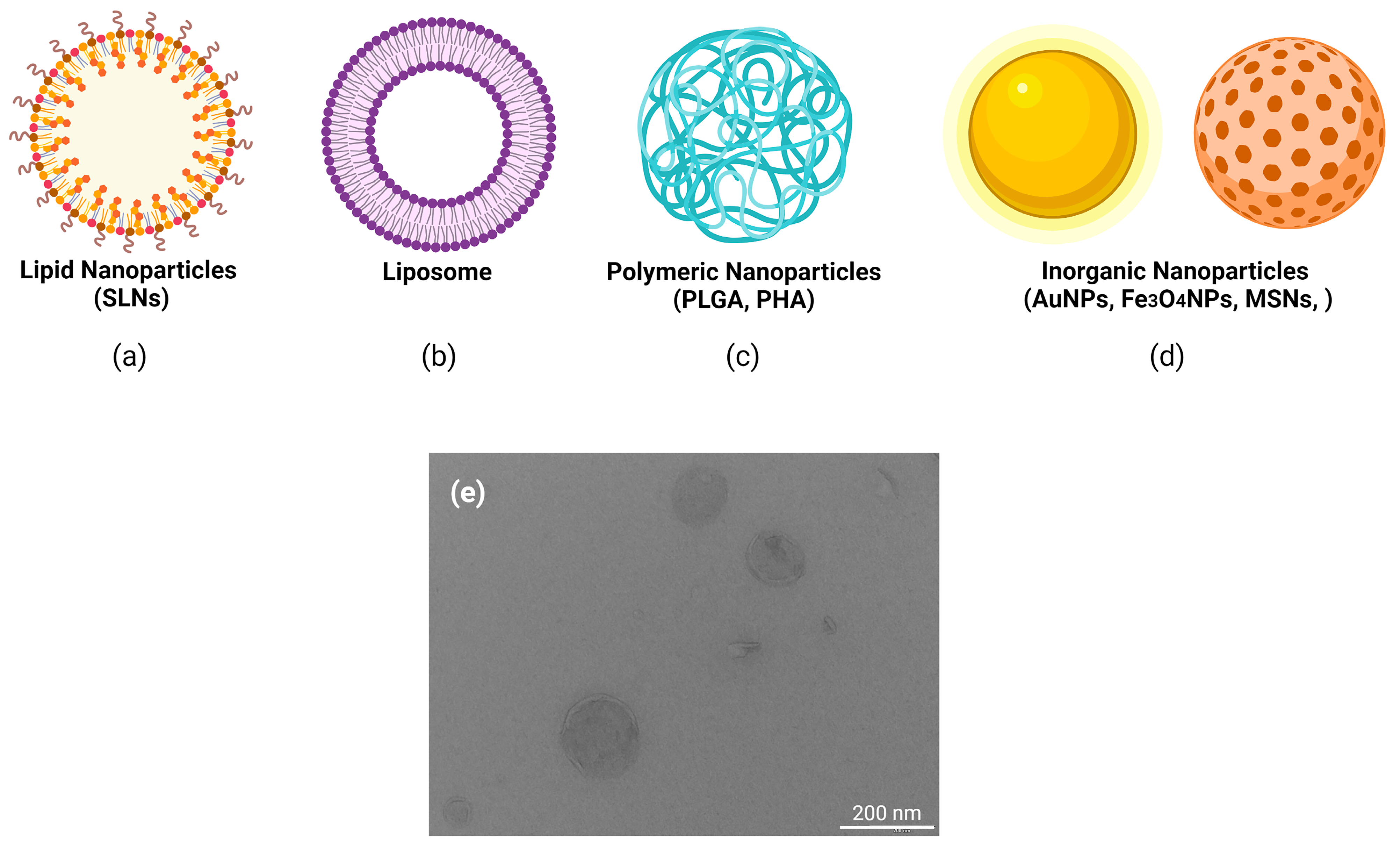 Ijms 22 11596 g003 Ijms 22 11596 g003