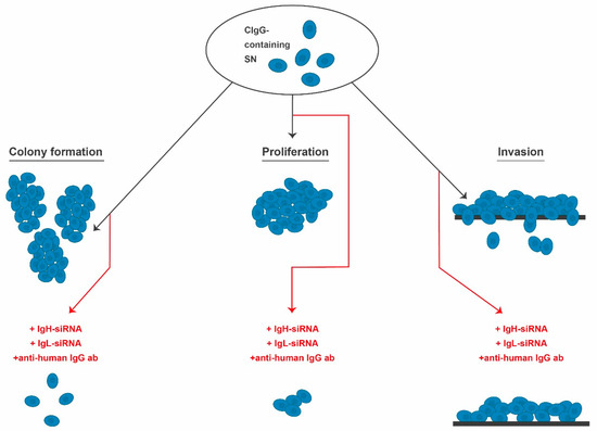 Cancer-Cell-Derived IgG and Its Potential Role in Tumor Development