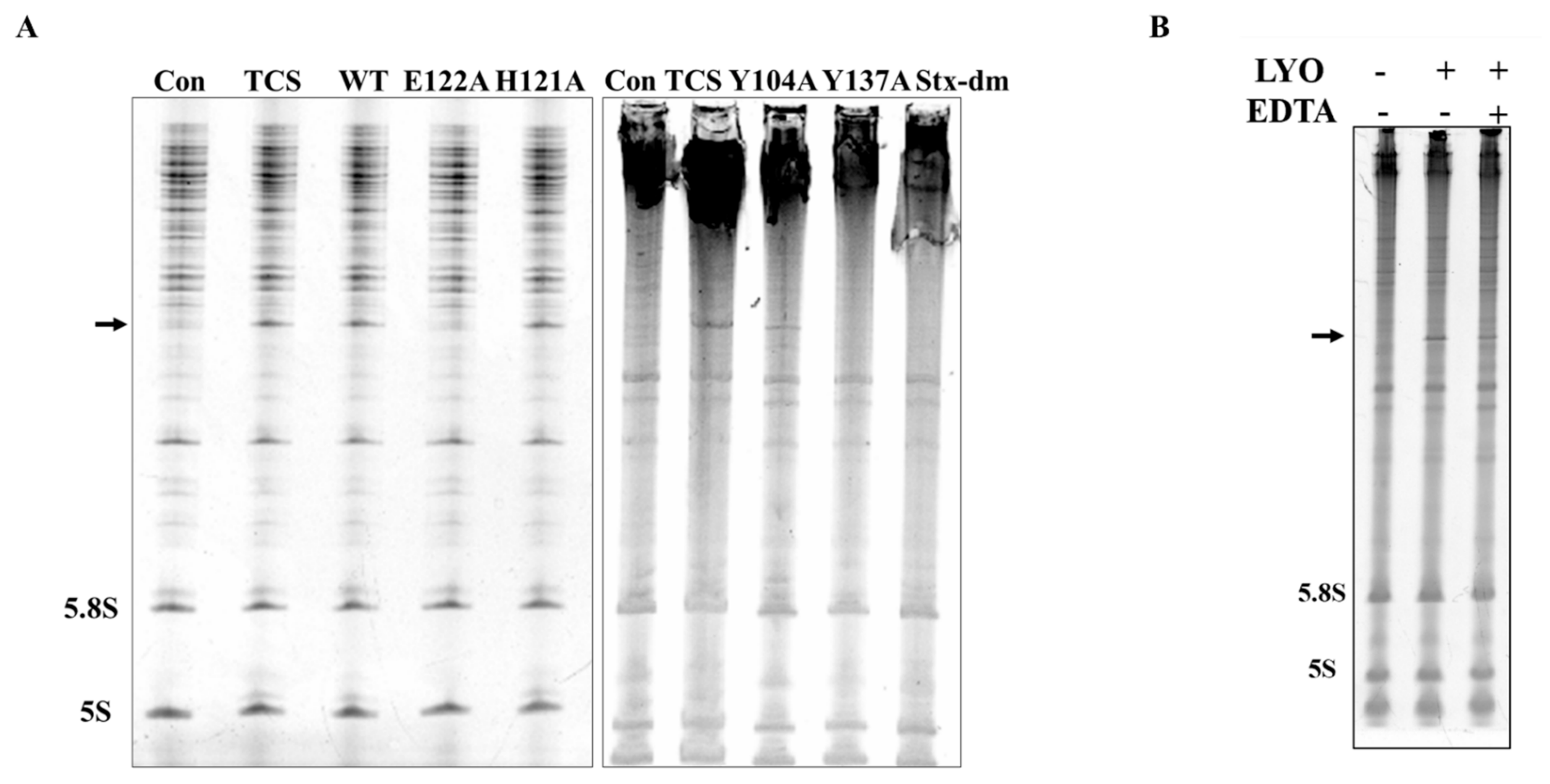 Ijms 22 11598 g005 550