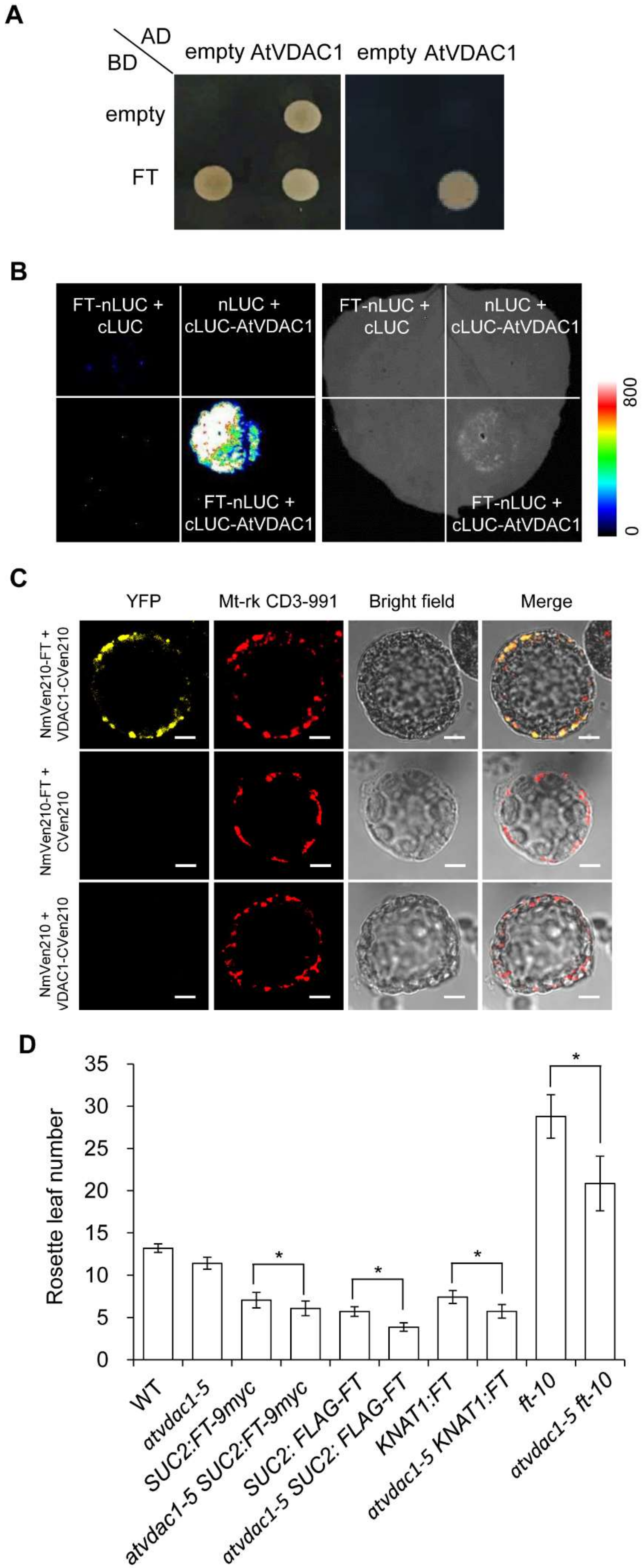 Ijms 22 11603 g005 550
