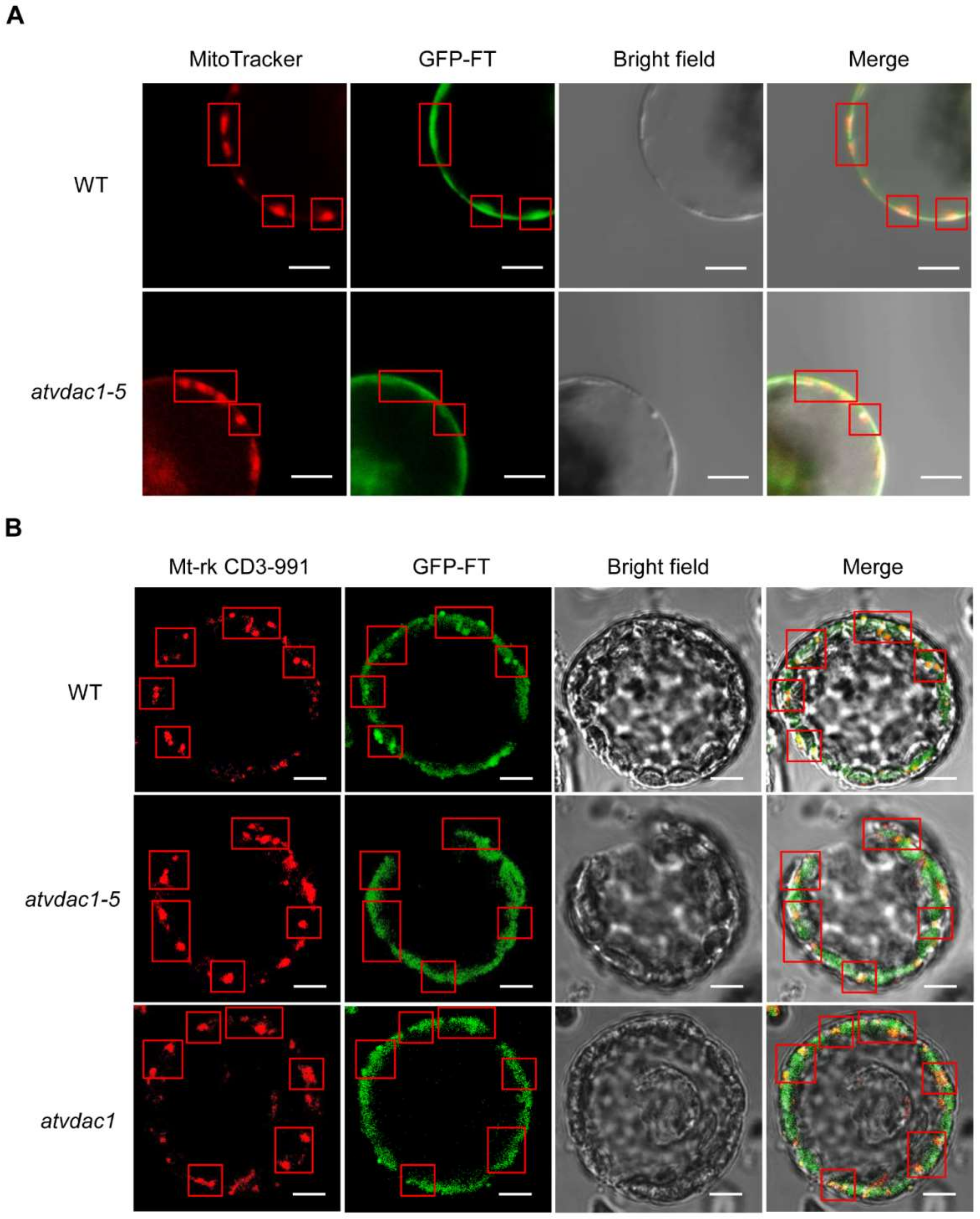 Ijms 22 11603 g006 550