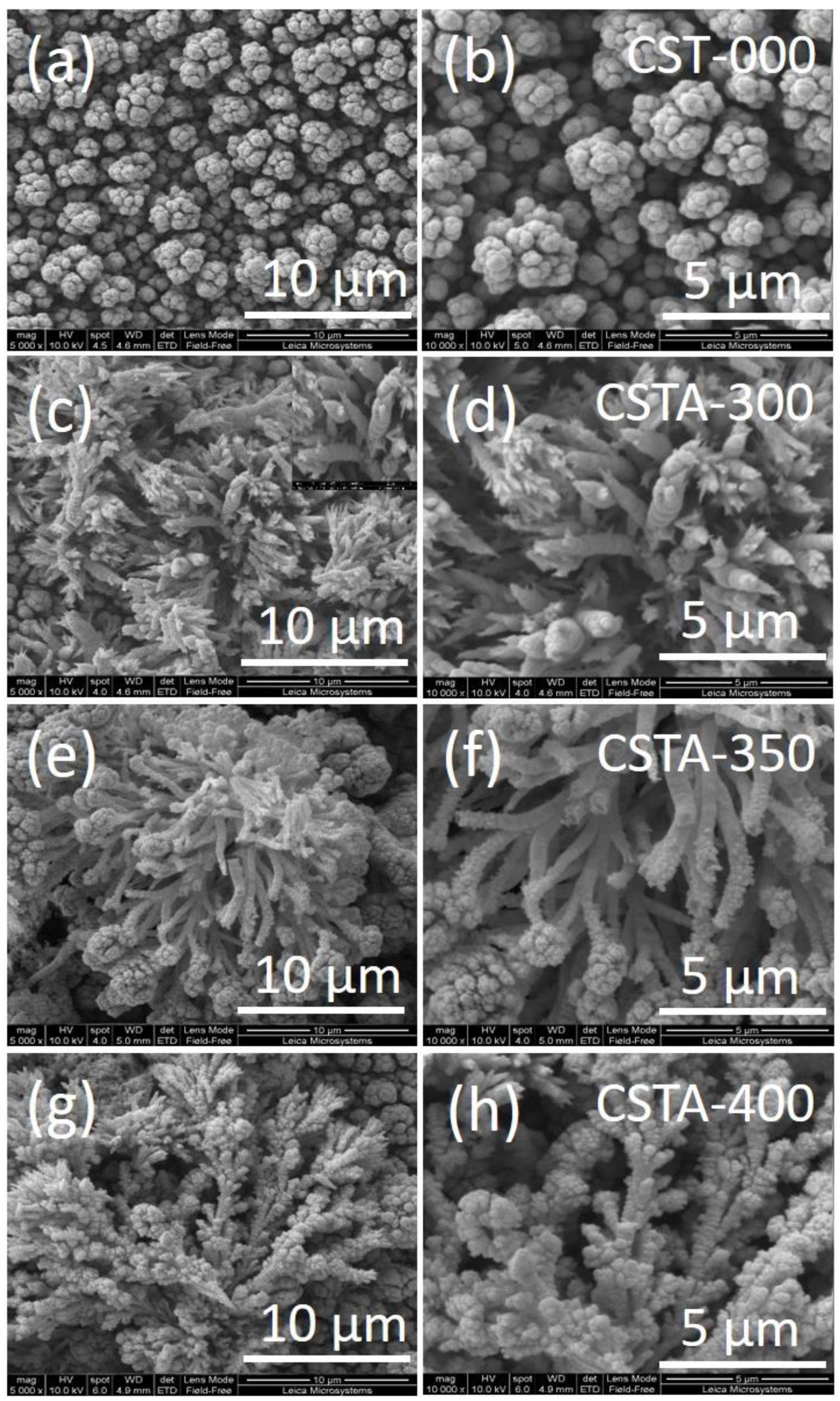 Ijms 22 11610 g002 Ijms 22 11610 g002