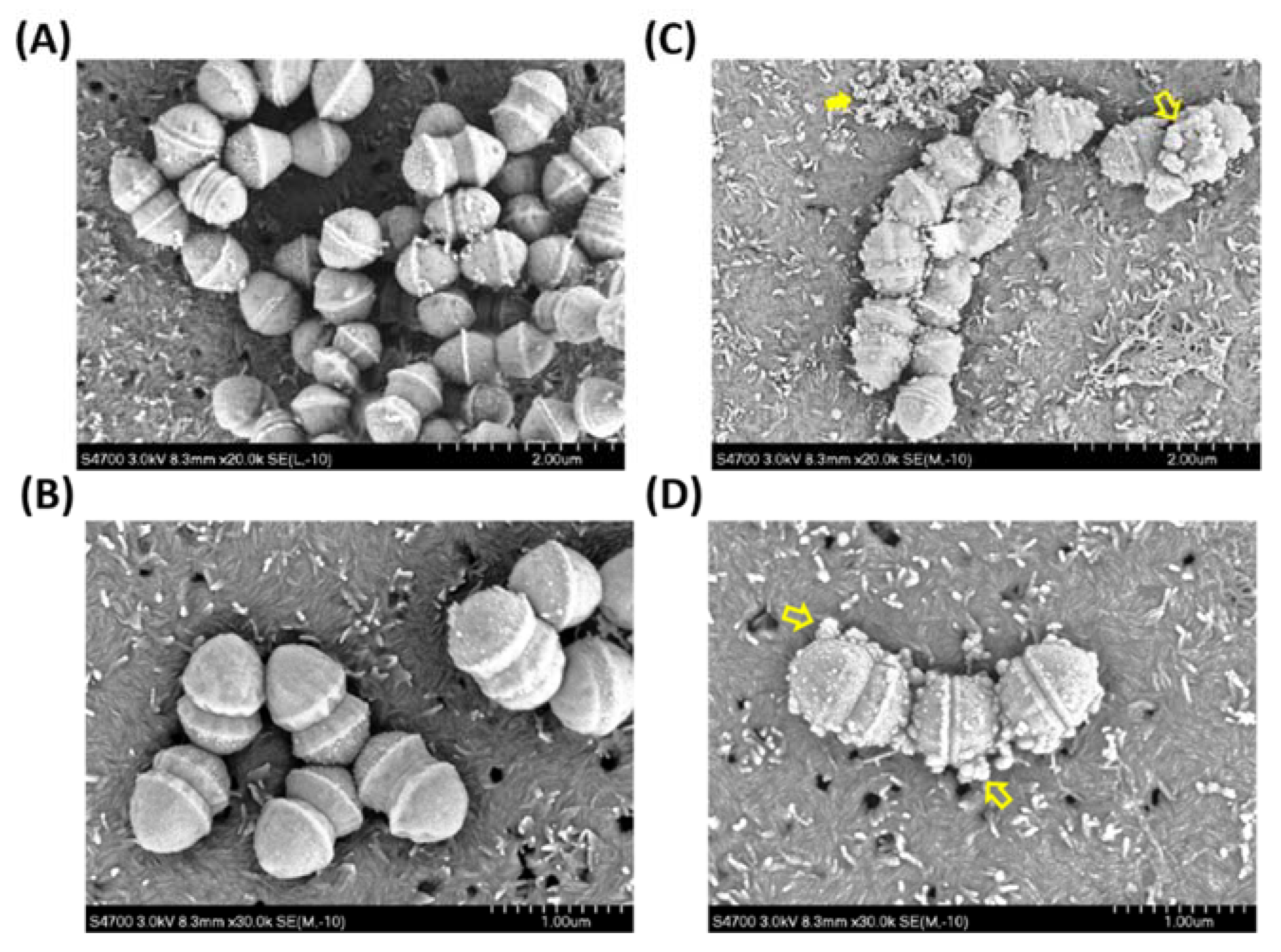 Ijms 22 11617 g004 Ijms 22 11617 g004