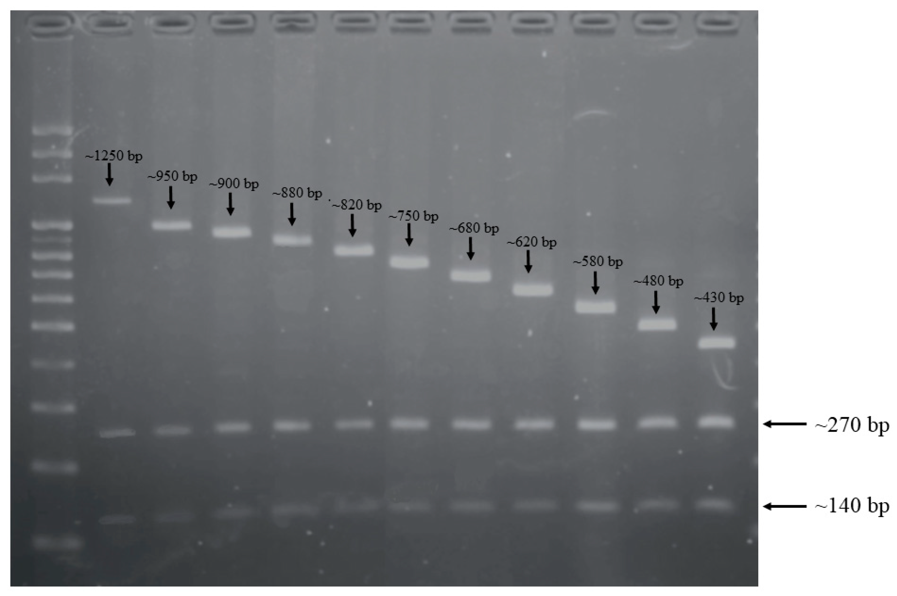 Ijms 22 11626 g001 550