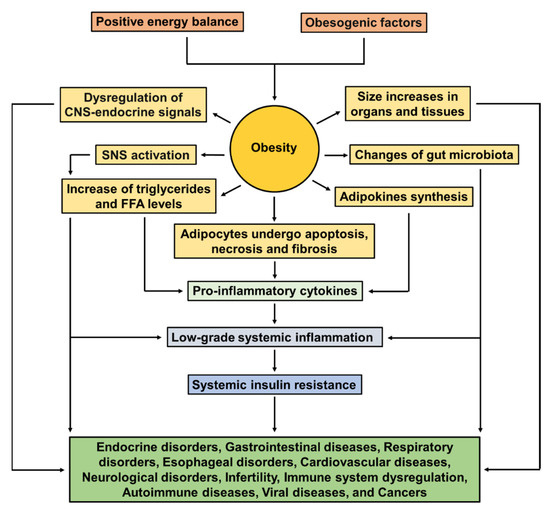 Pathophysiological Molecular Mechanisms of Obesity: A Link between ...
