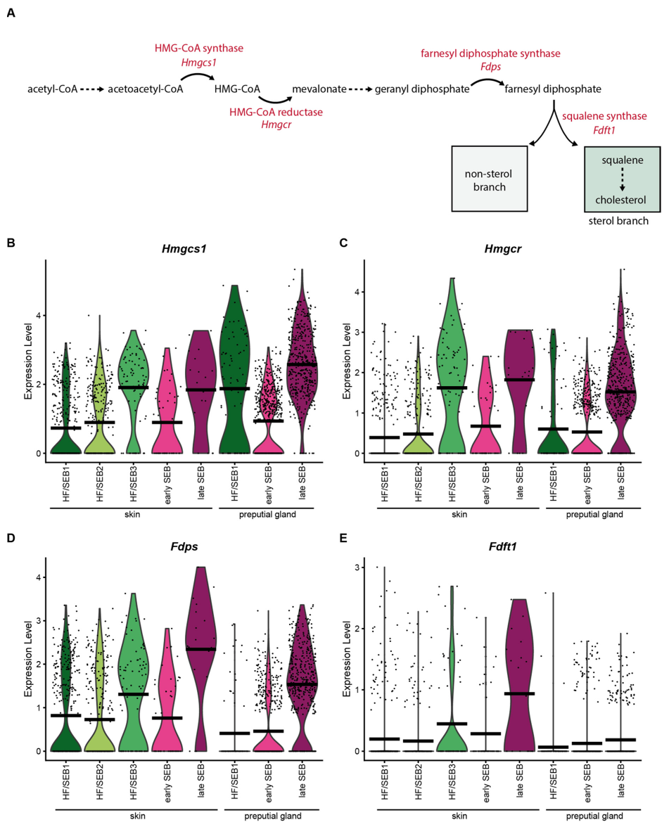 Ijms 22 11631 g004 Ijms 22 11631 g004