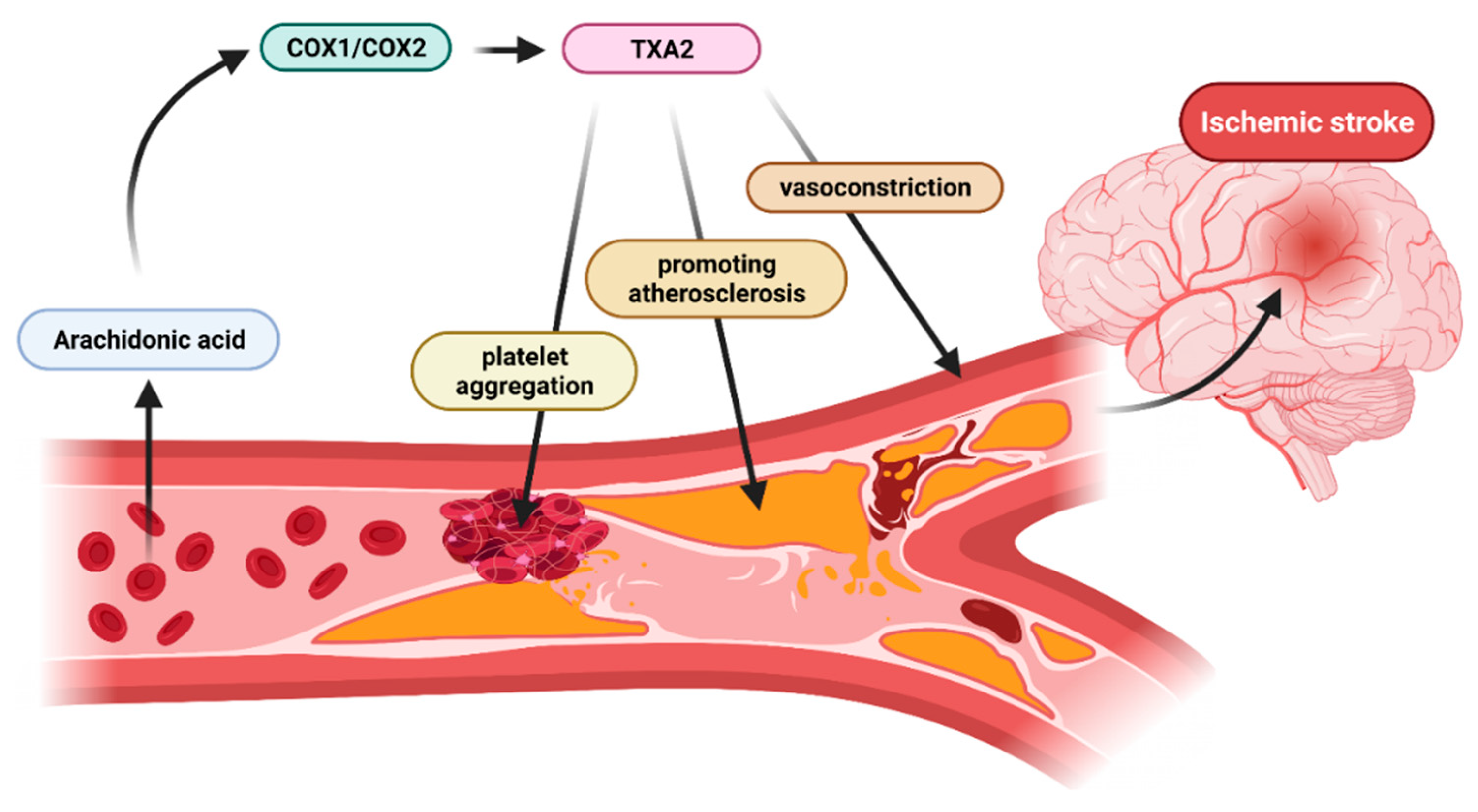 IJMS Free FullText The Role of Thromboxane in the Course and