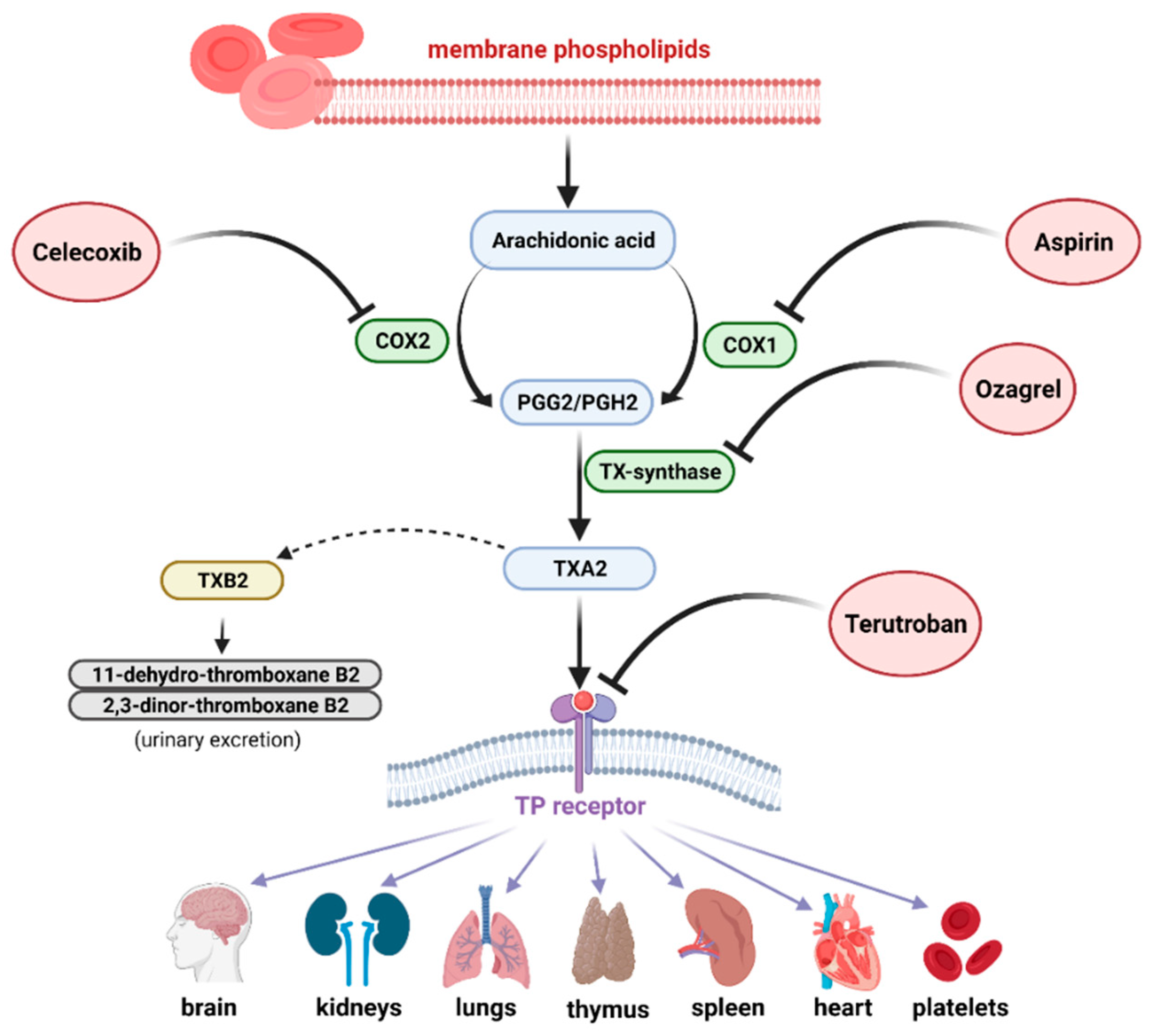 IJMS Free FullText The Role of Thromboxane in the Course and