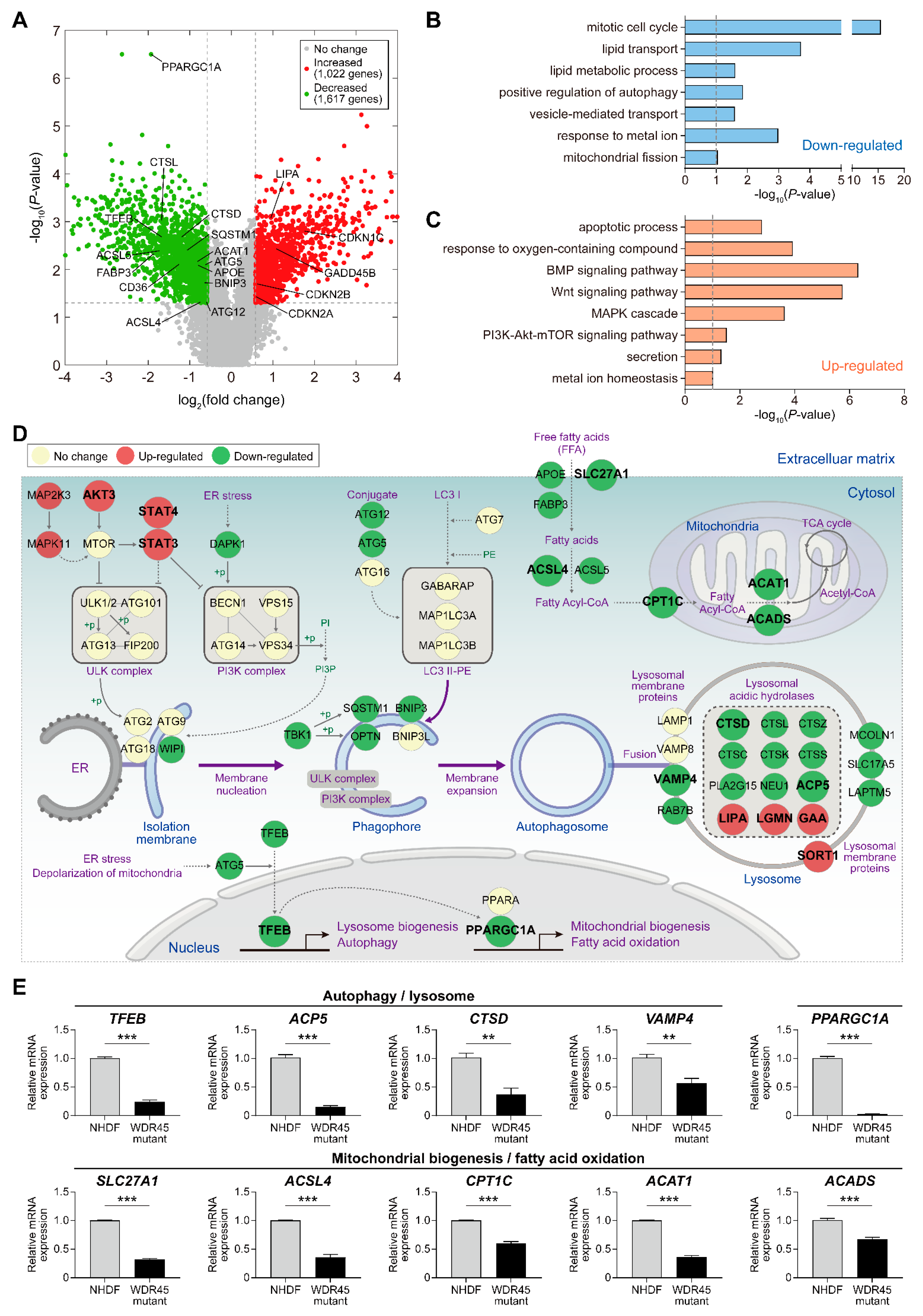 Ijms 22 11650 g002 550