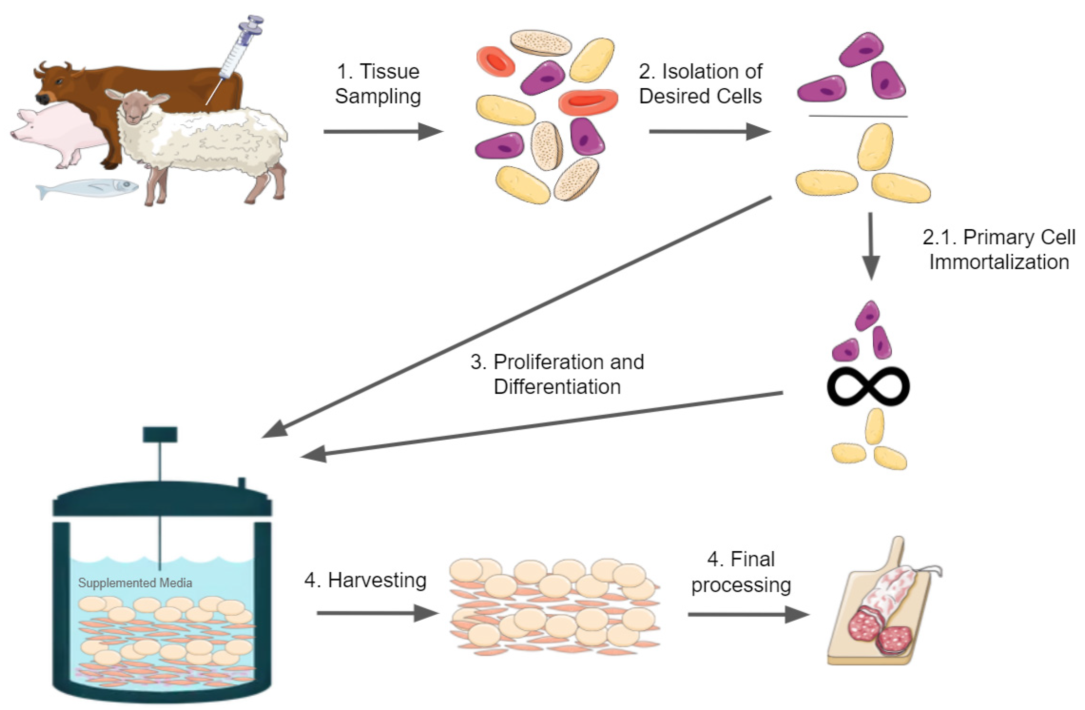 IJMS | Free Full-Text | Immortalizing Cells for Human Consumption