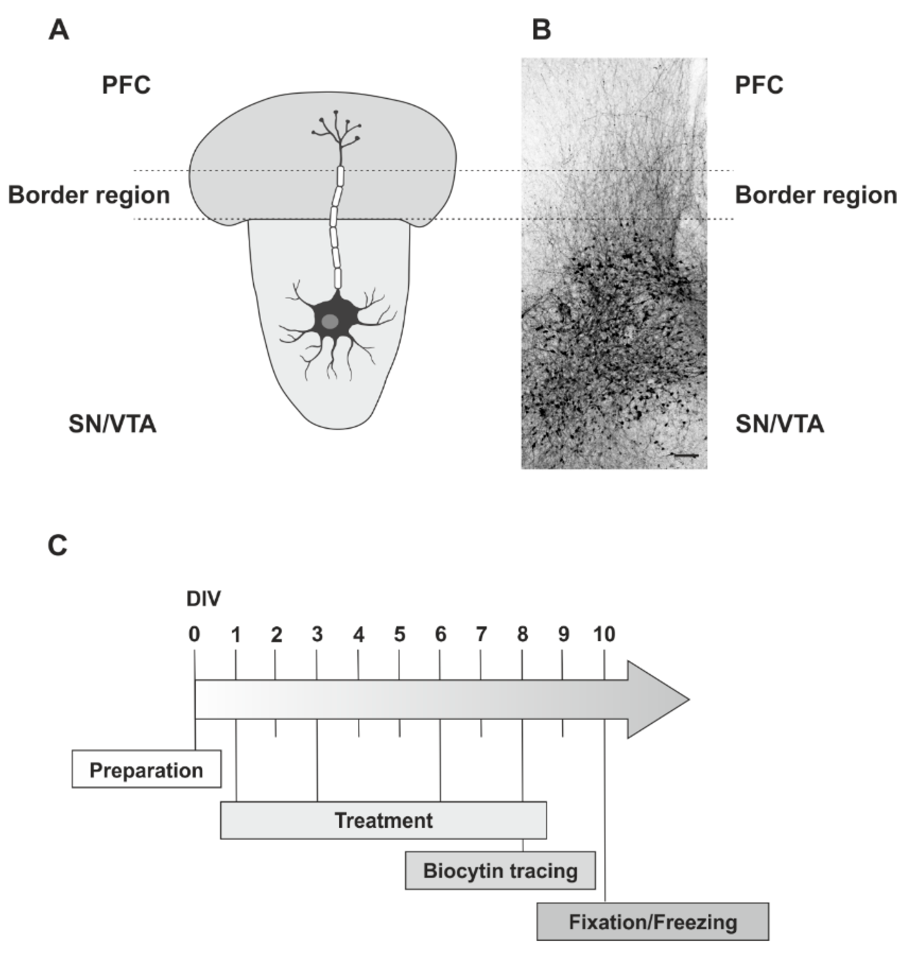 The.G.A 5×5 Involvement of GPR17 in Neuronal Fibre Outgrowth
