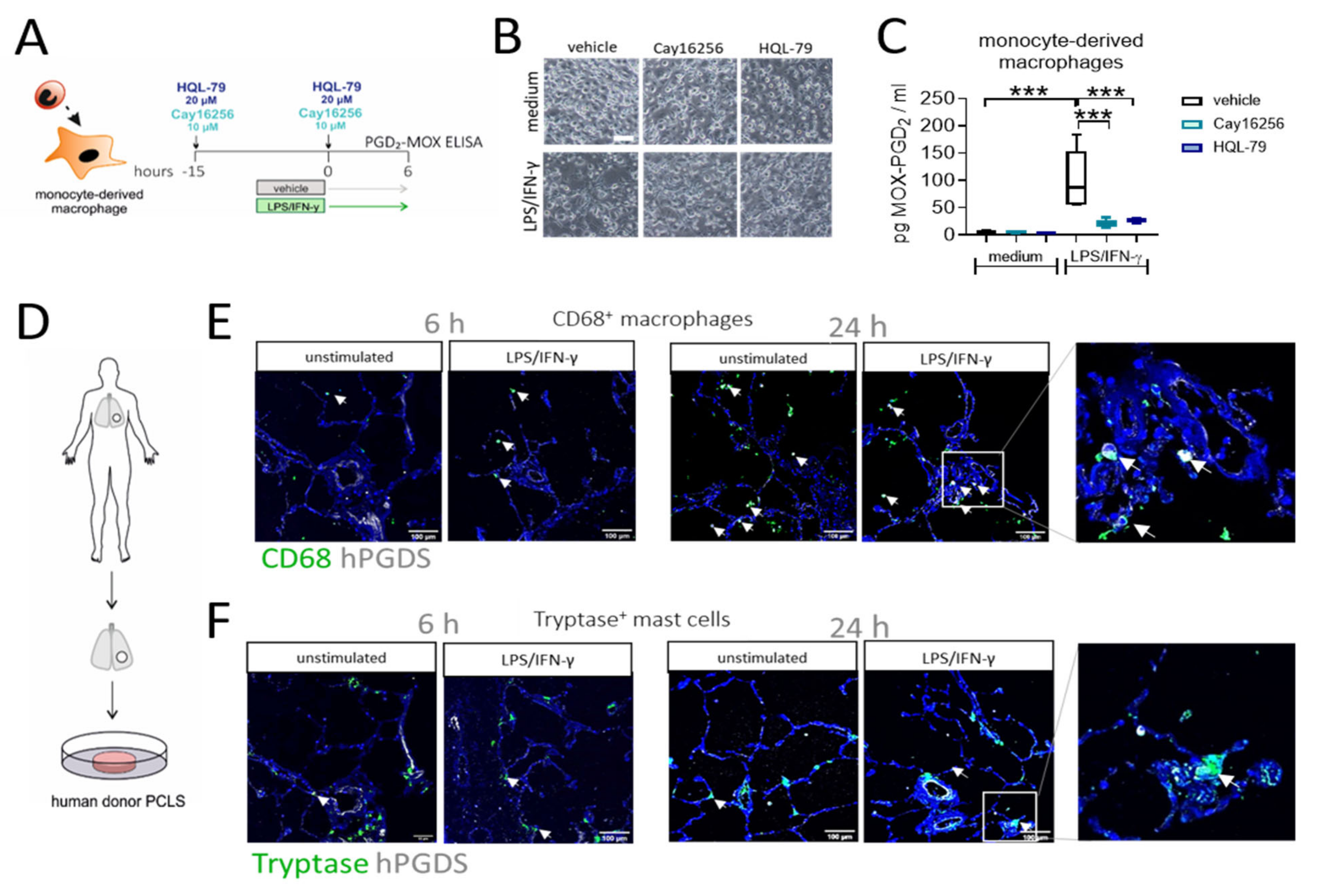 Ijms 22 11697 g006 550