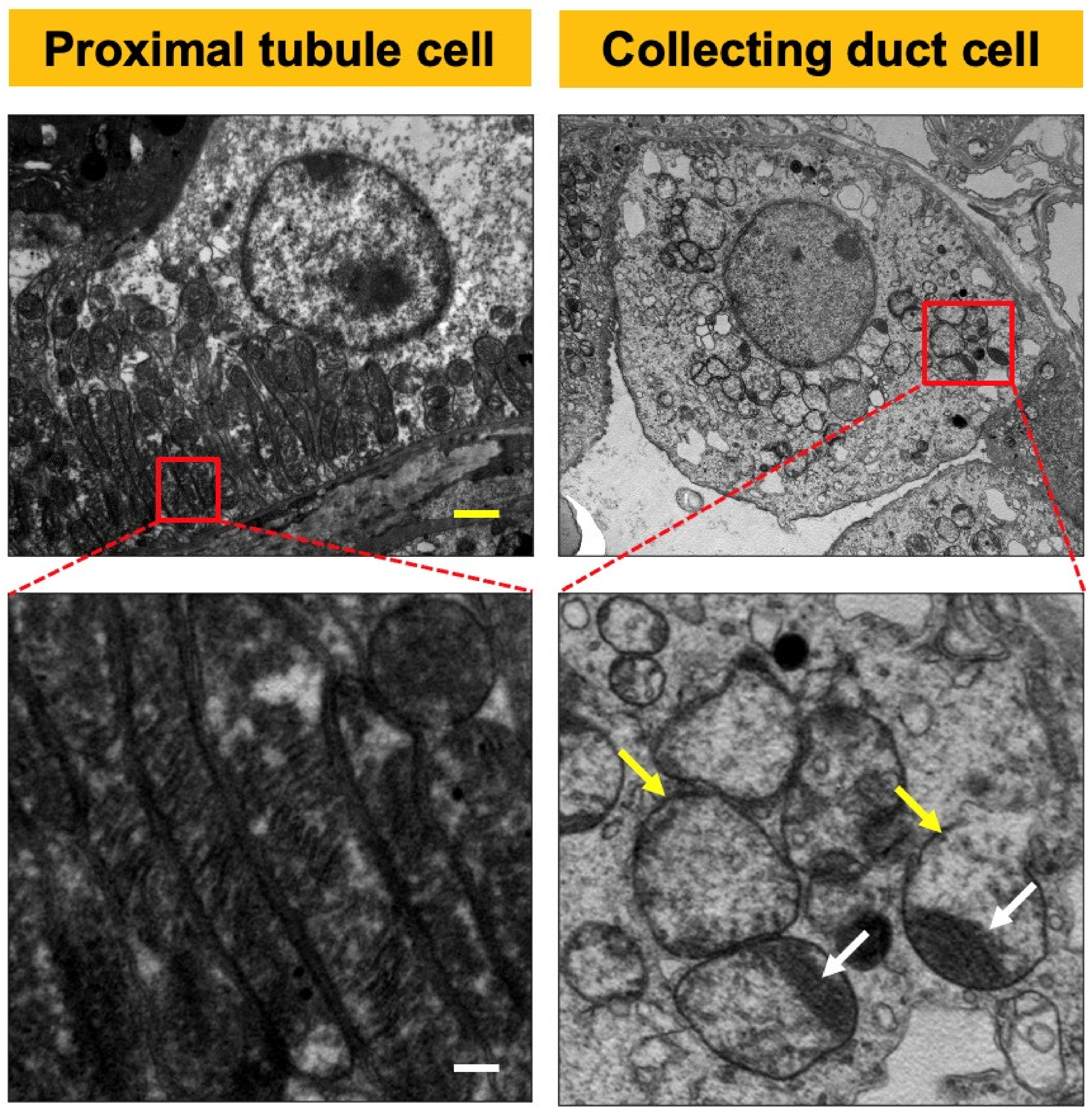 Ijms 22 11699 g002 550