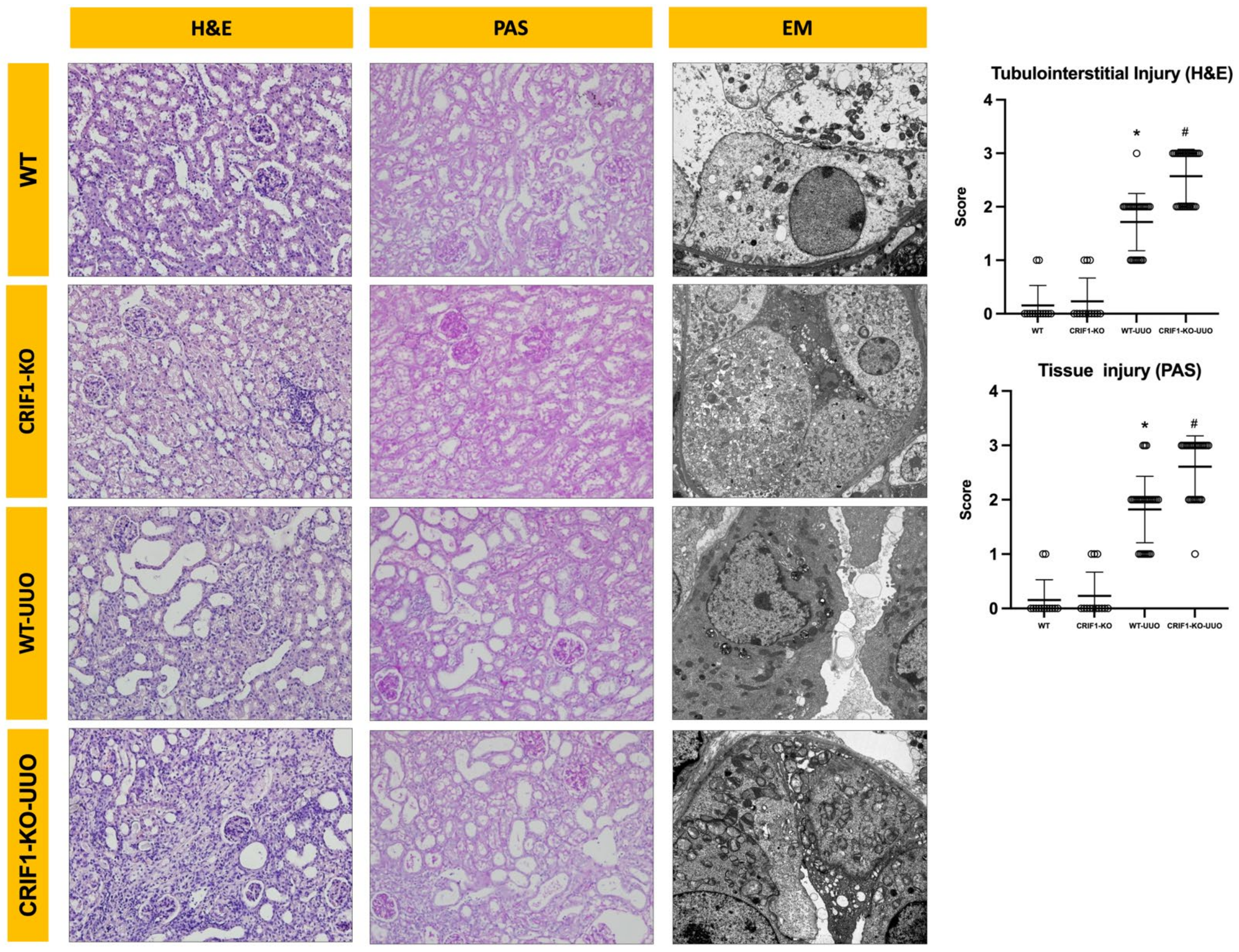 Ijms 22 11699 g005 550