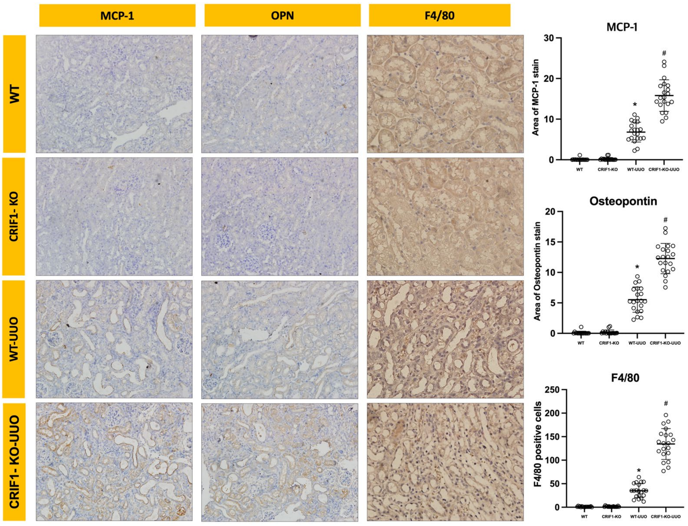 Ijms 22 11699 g006 550