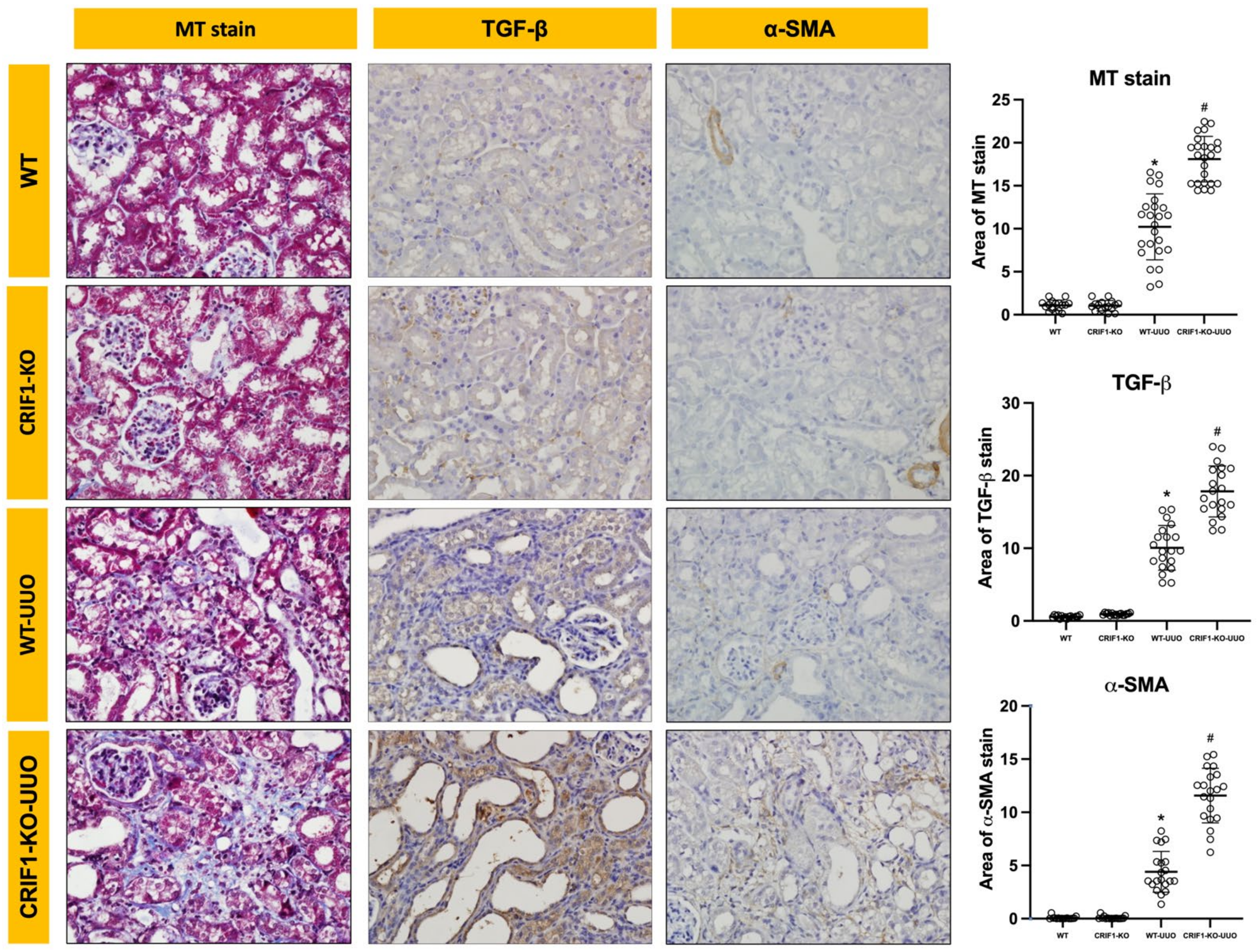 Ijms 22 11699 g007 550