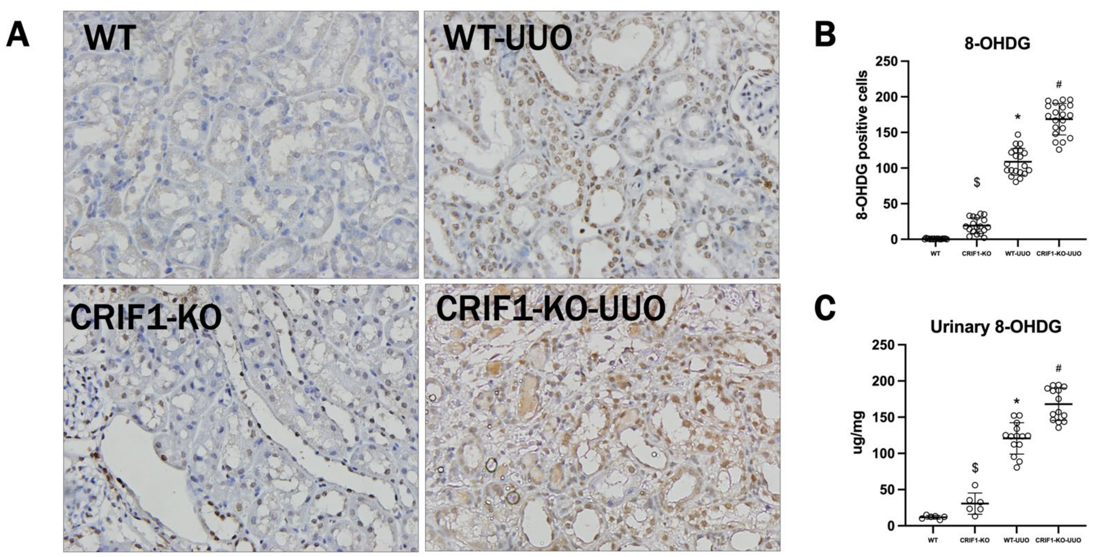 Ijms 22 11699 g008 550