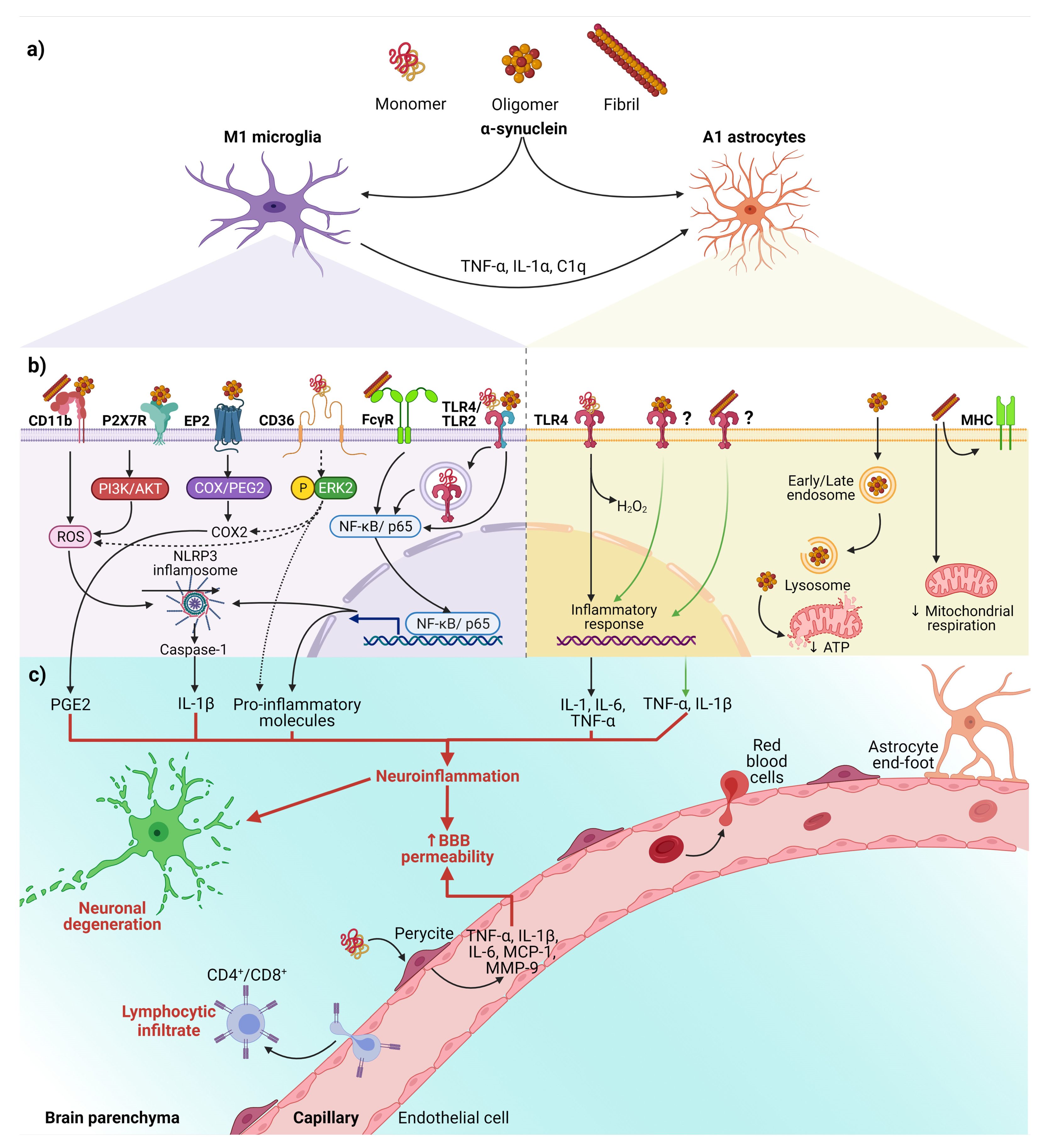 Ijms 22 11702 g002 550