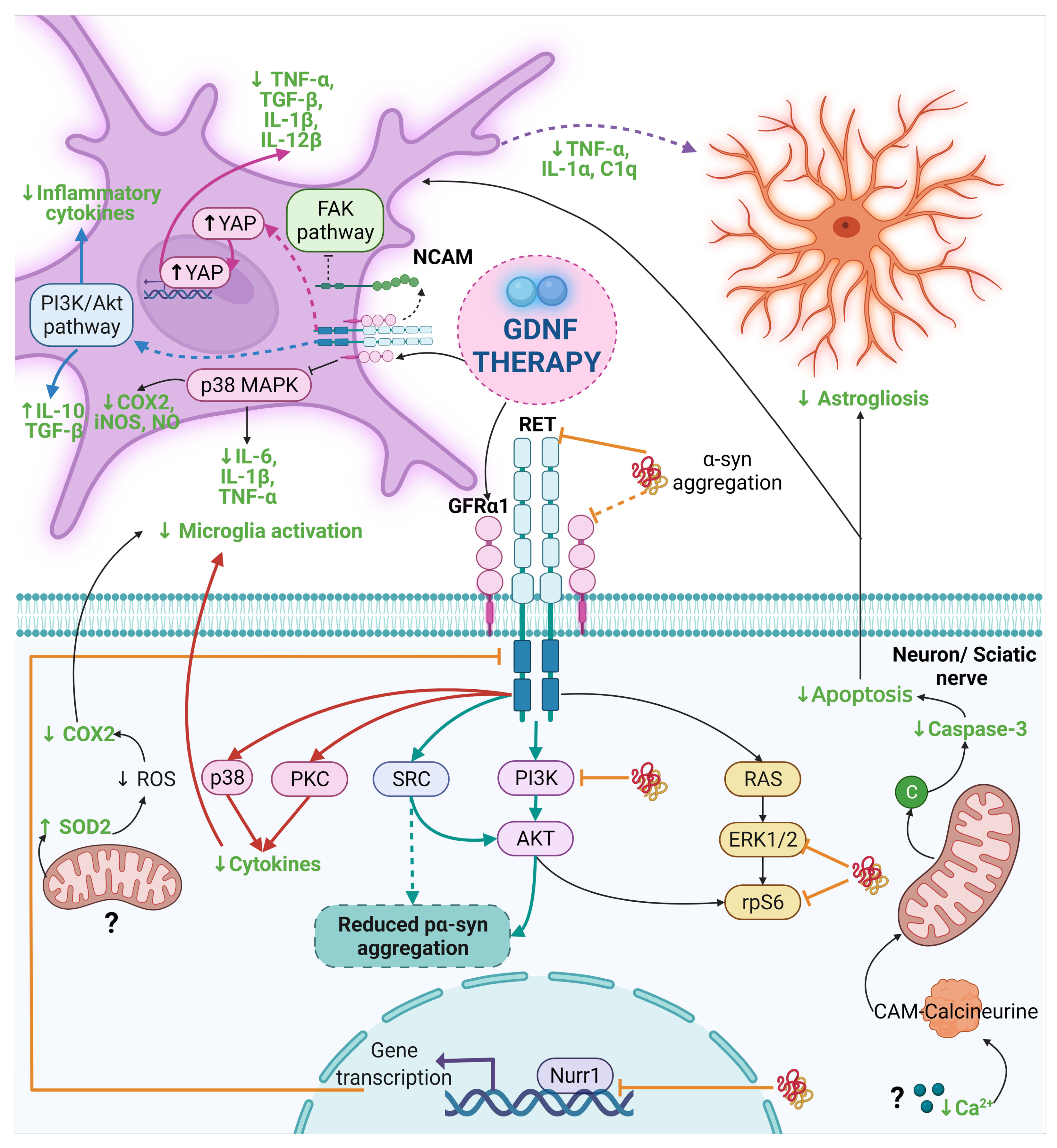 Ijms 22 11702 g003 550