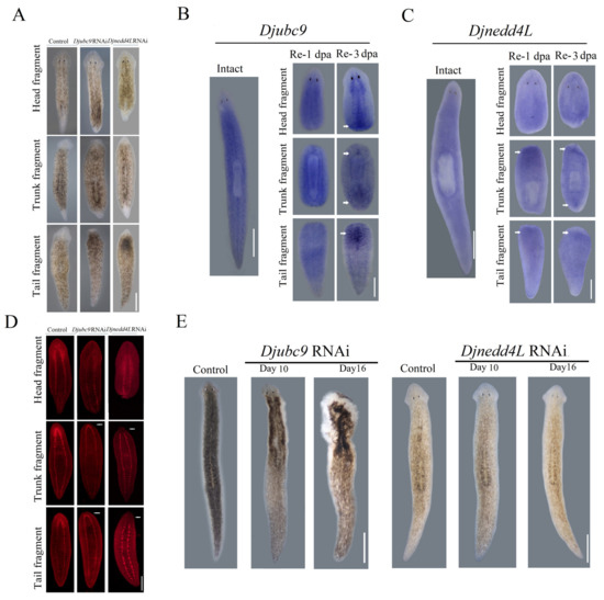 Djnedd4L Is Required for Head Regeneration by Regulating