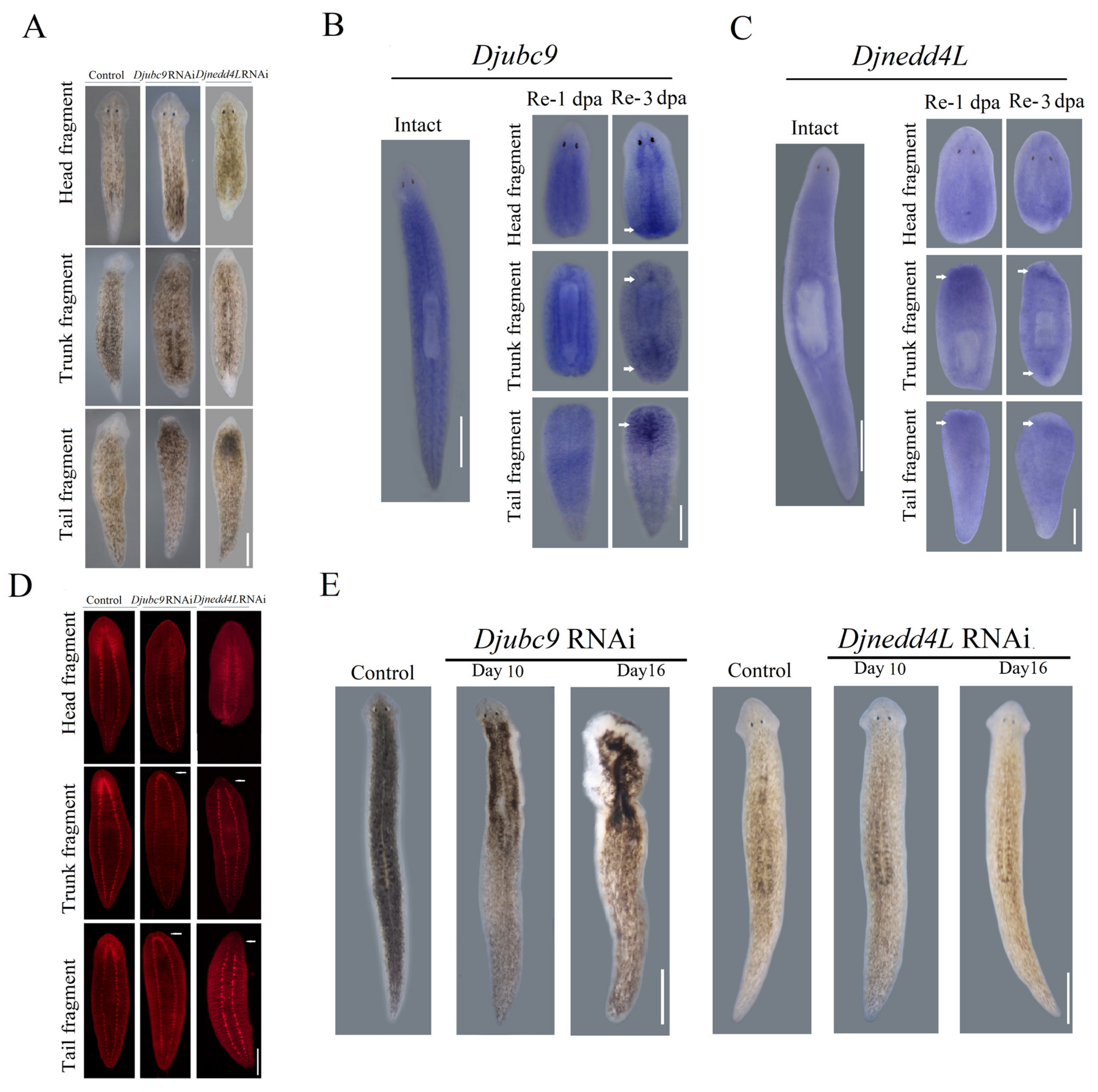 Ijms 22 11707 g002 550