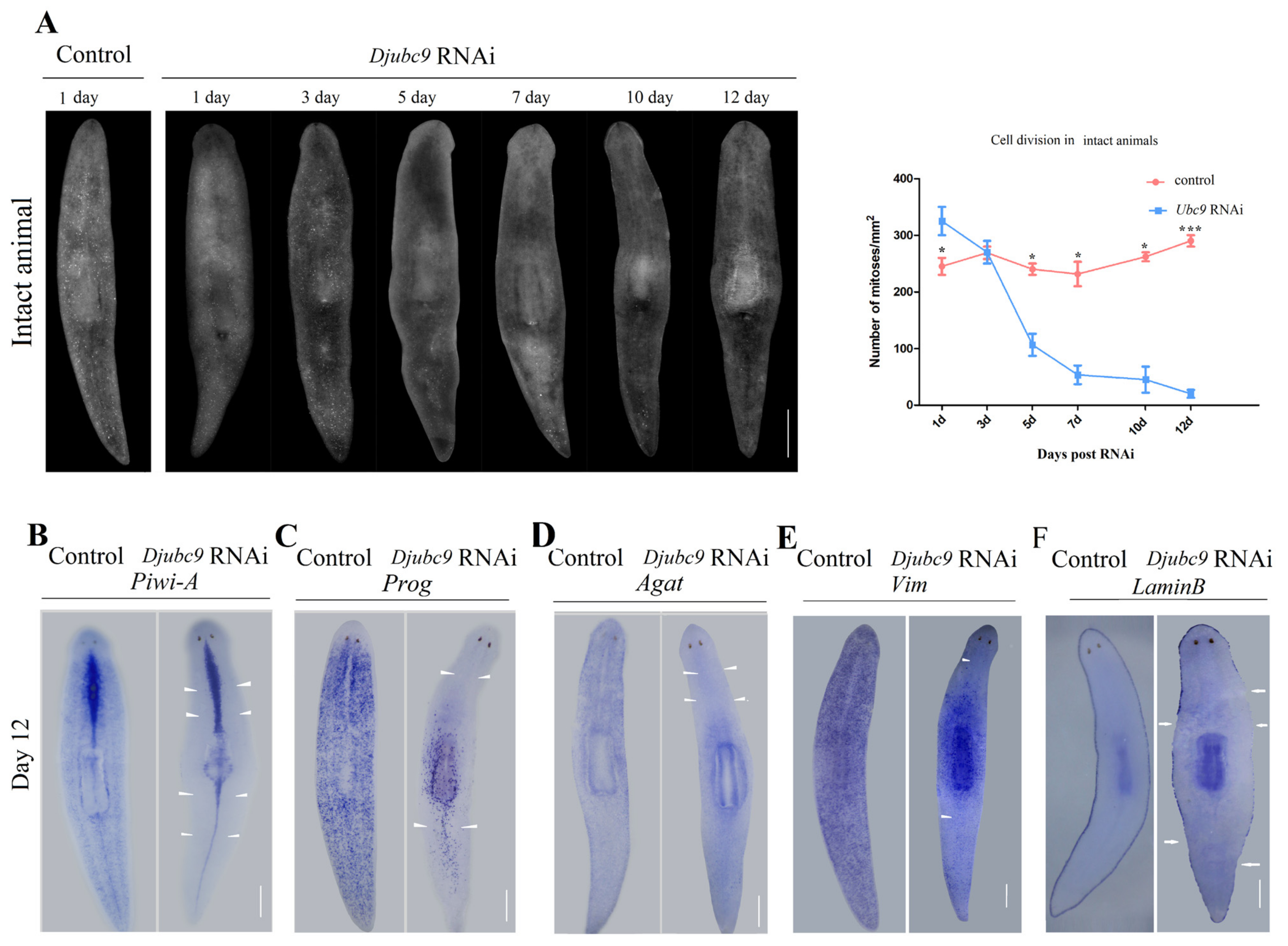 Ijms 22 11707 g003 550