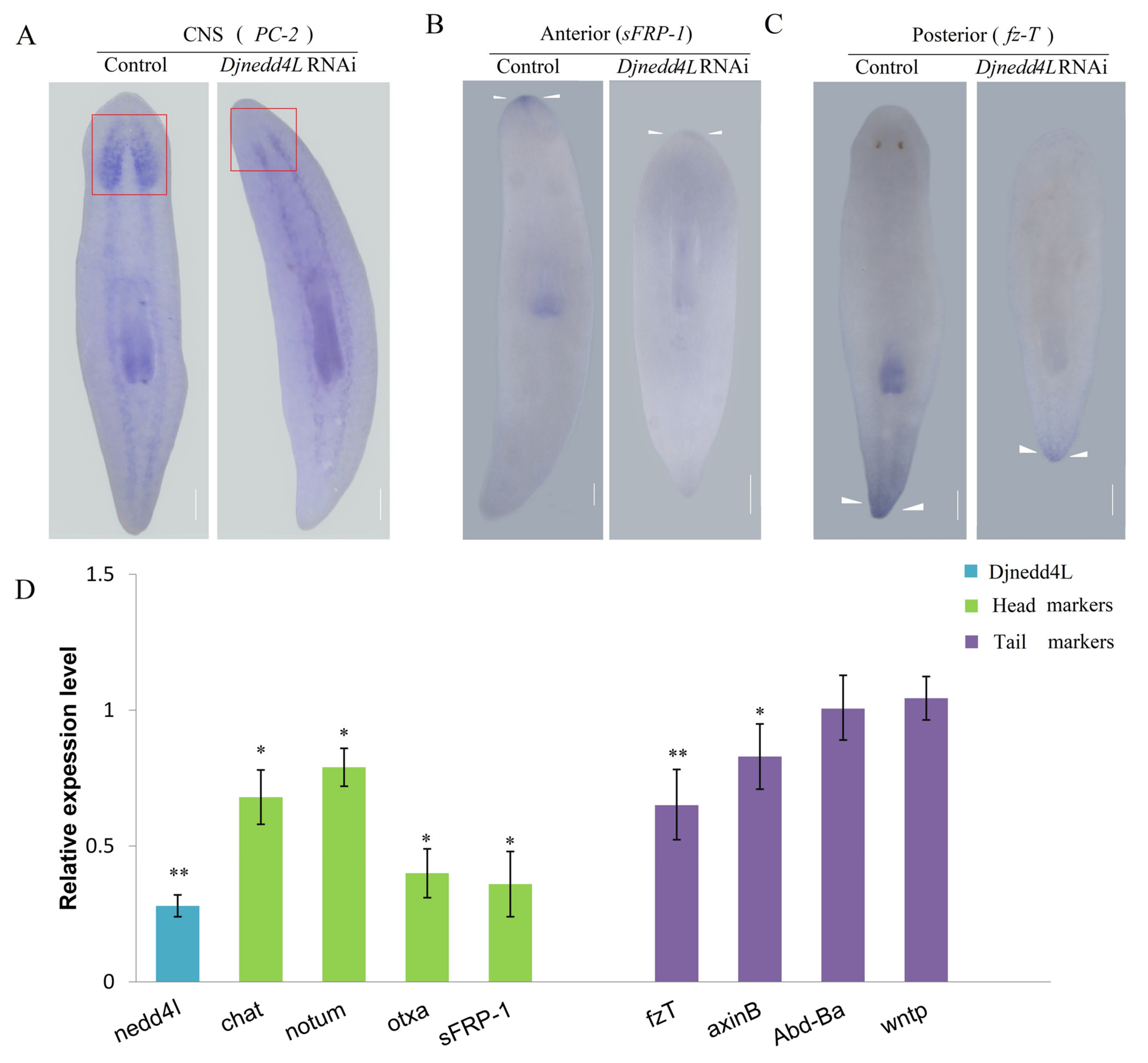 Ijms 22 11707 g004 550