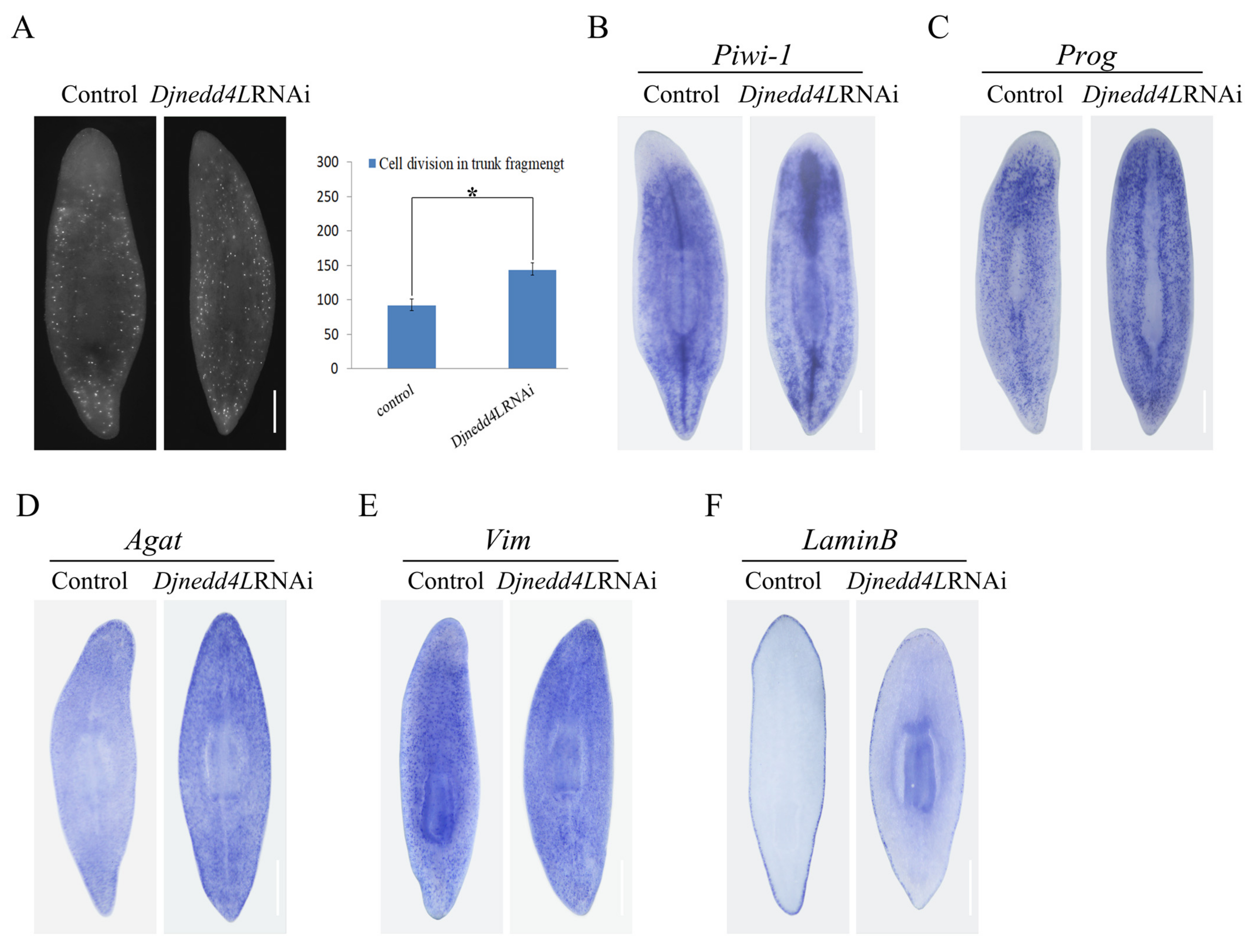 Ijms 22 11707 g005 550