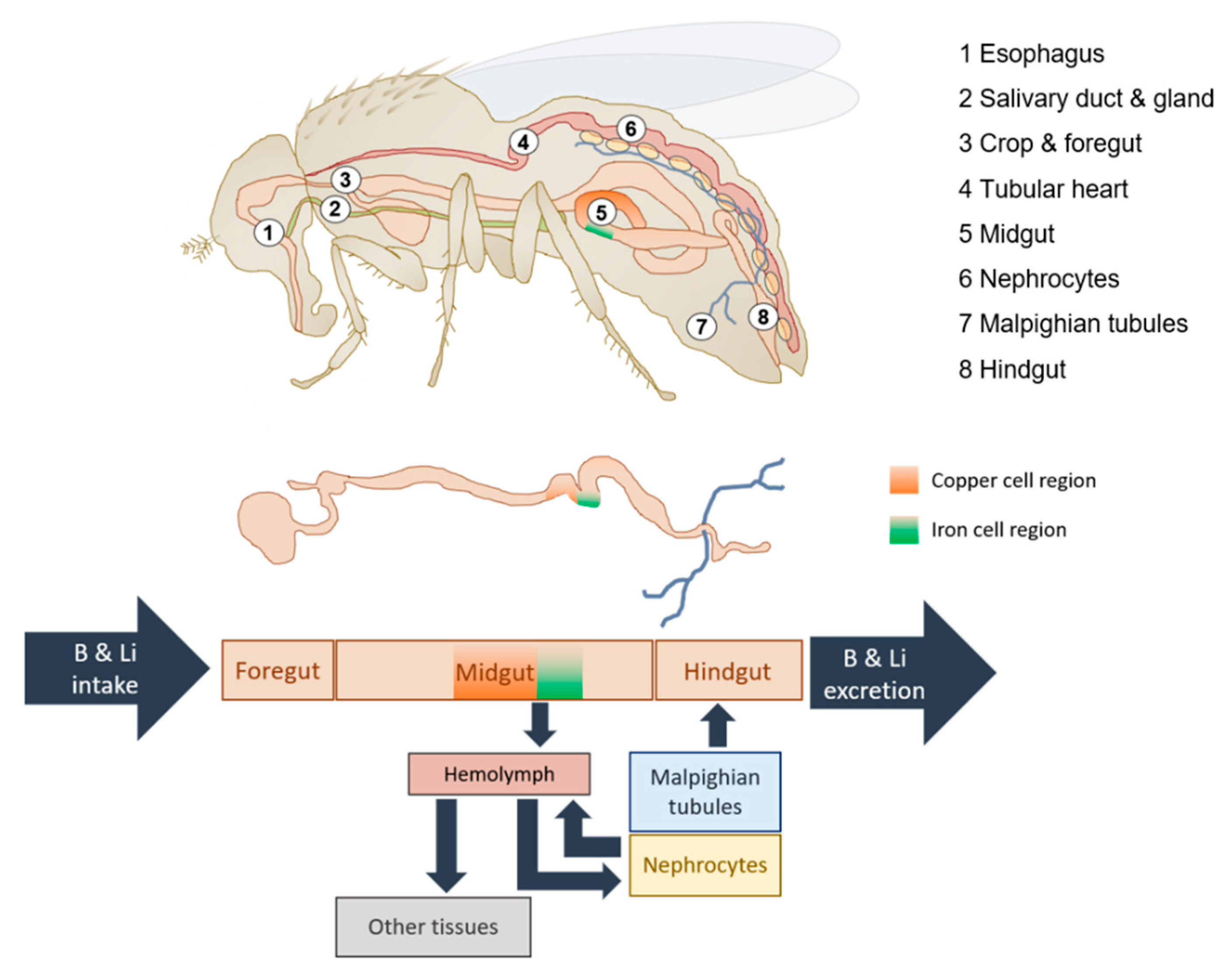 Scientists reverse sex roles in fruit flies