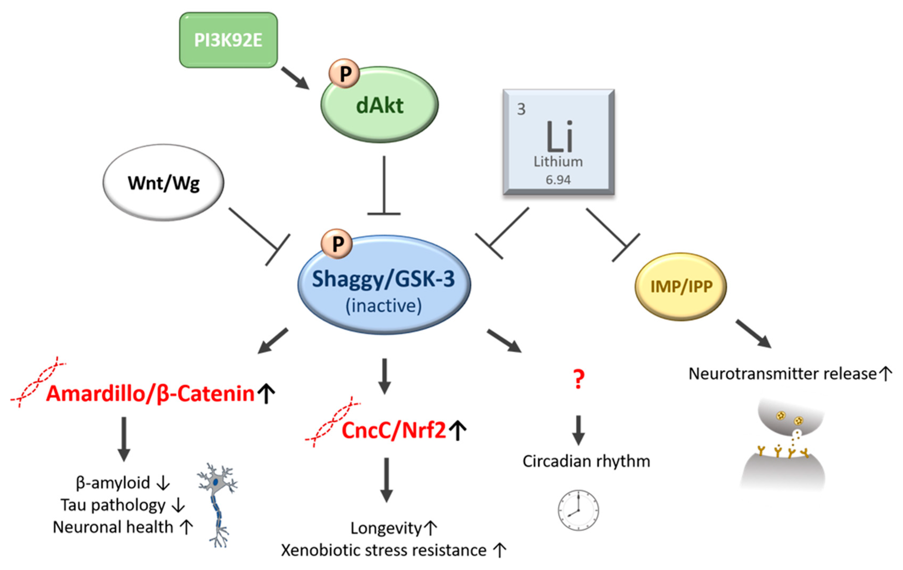 Ijms 22 11710 g003 Ijms 22 11710 g003
