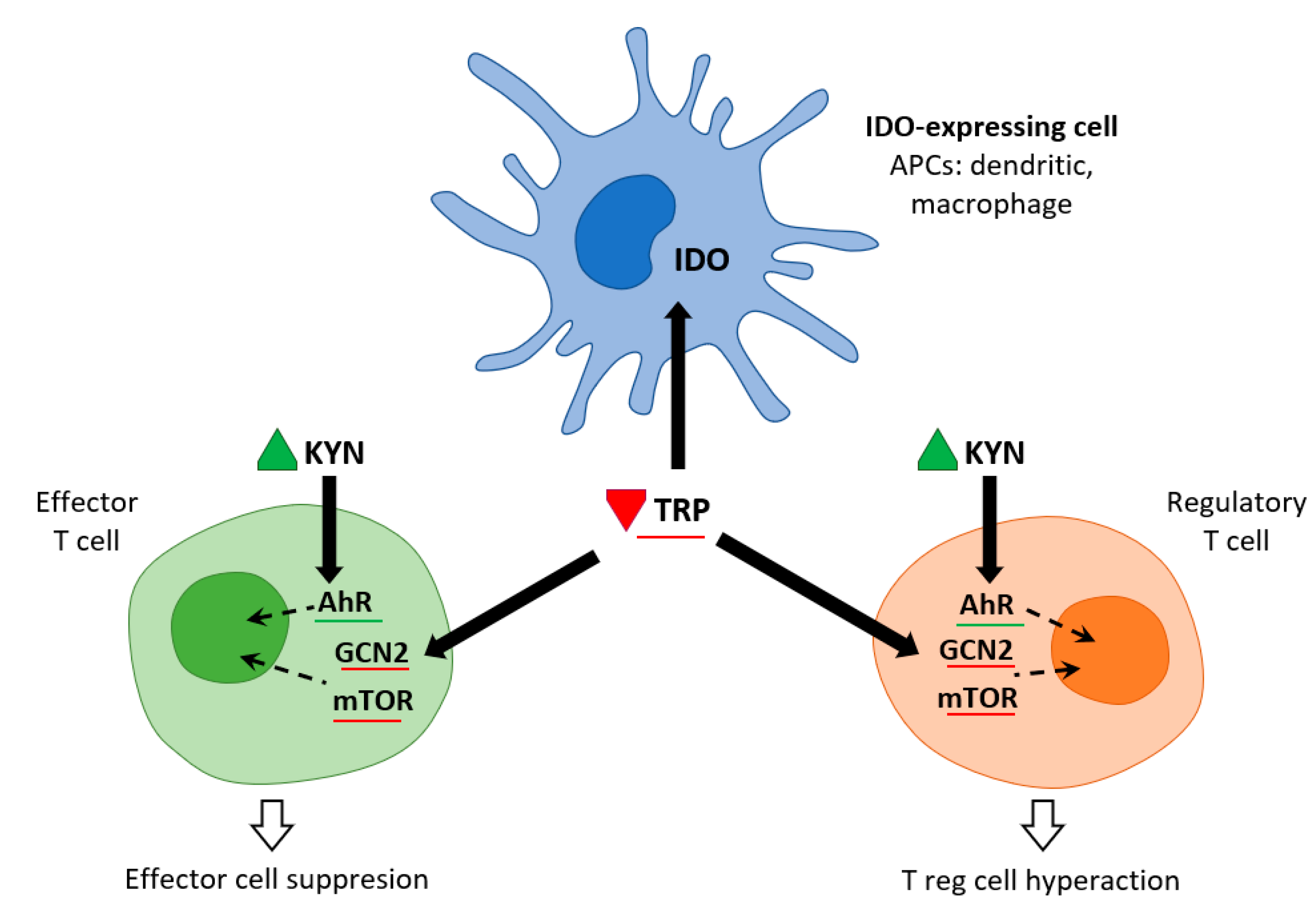 Ijms 22 11714 g002 550