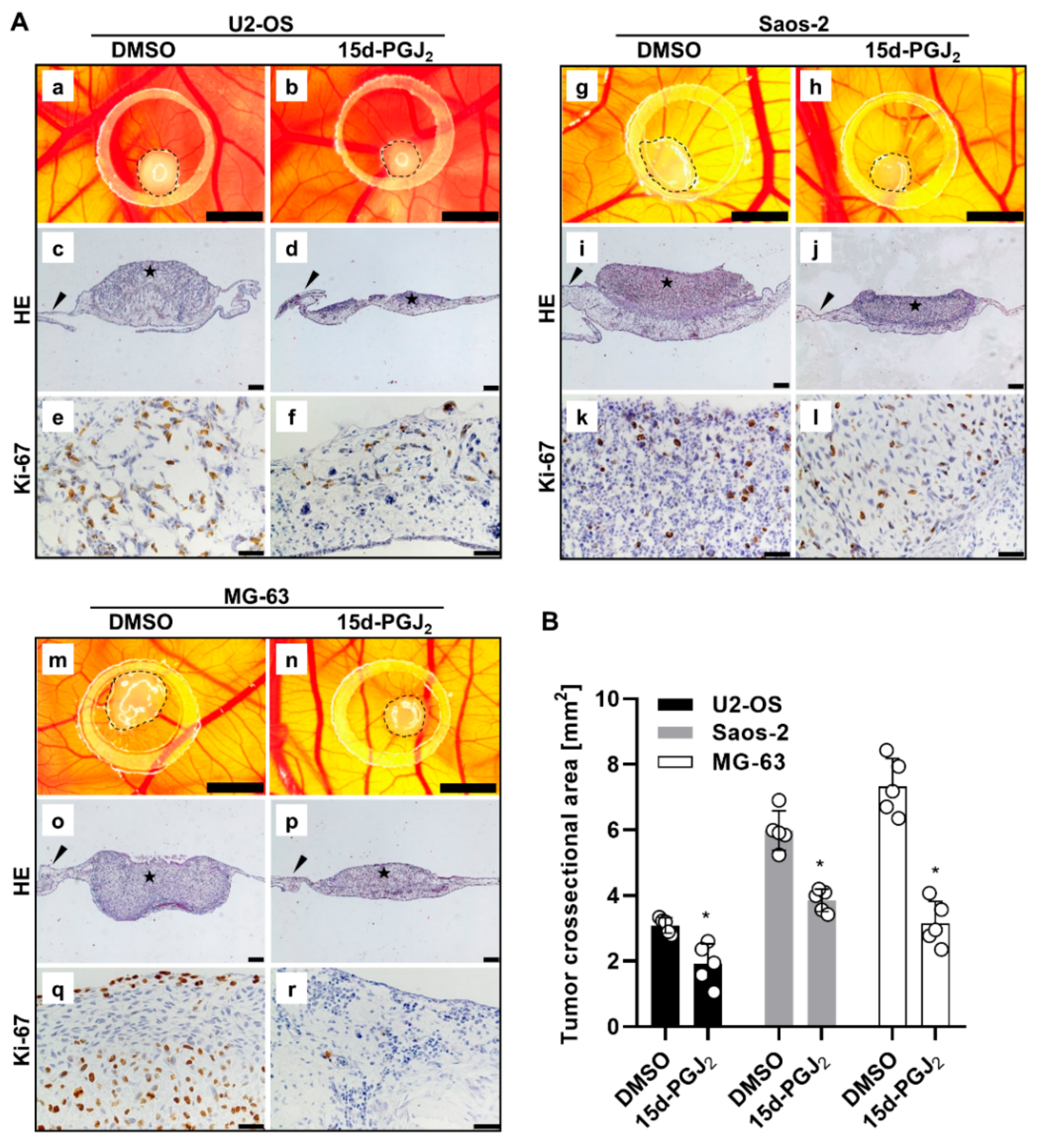 Ijms 22 11760 g005 Ijms 22 11760 g005